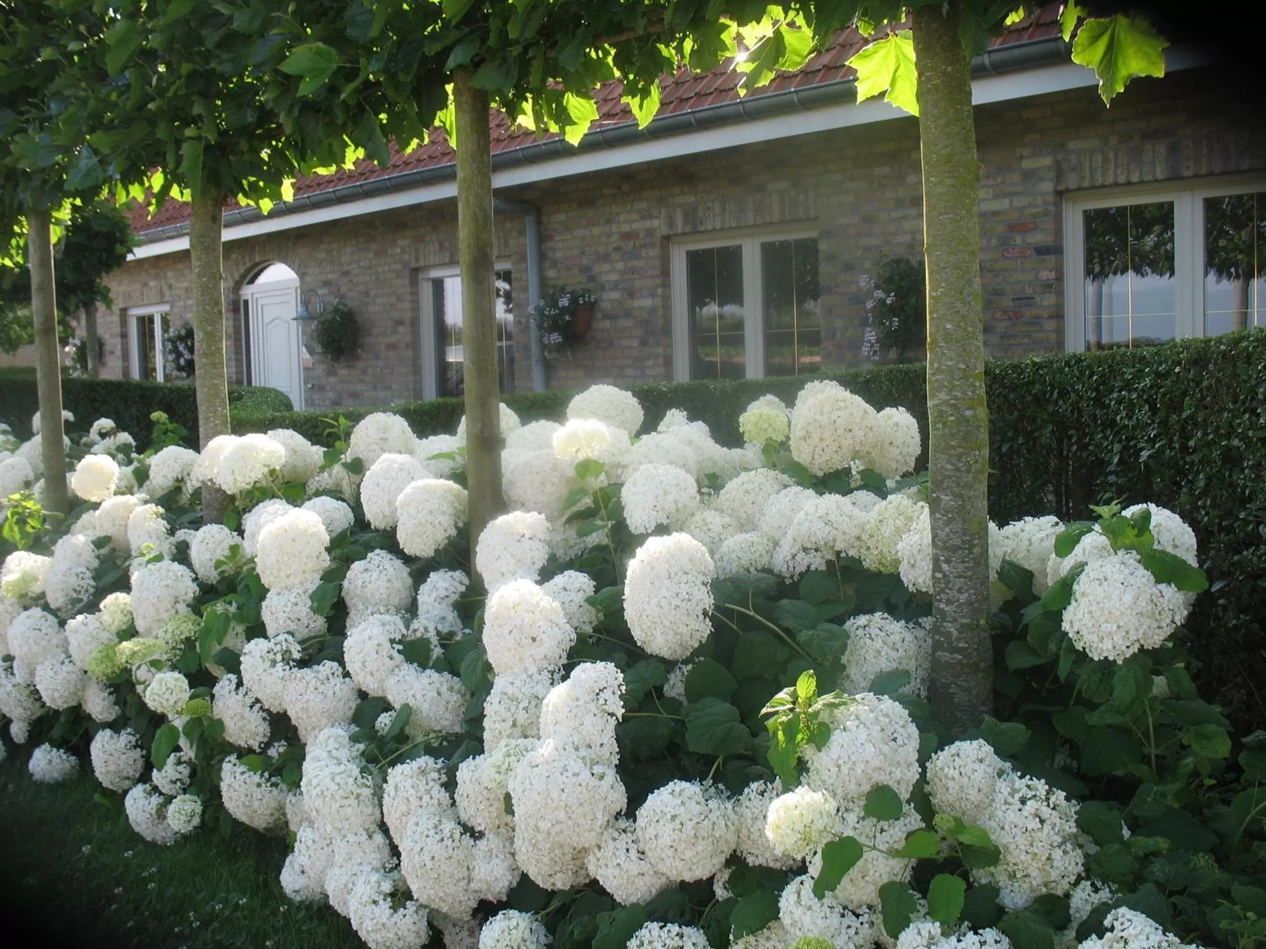 Property Building in B&B Greenhouse 37
