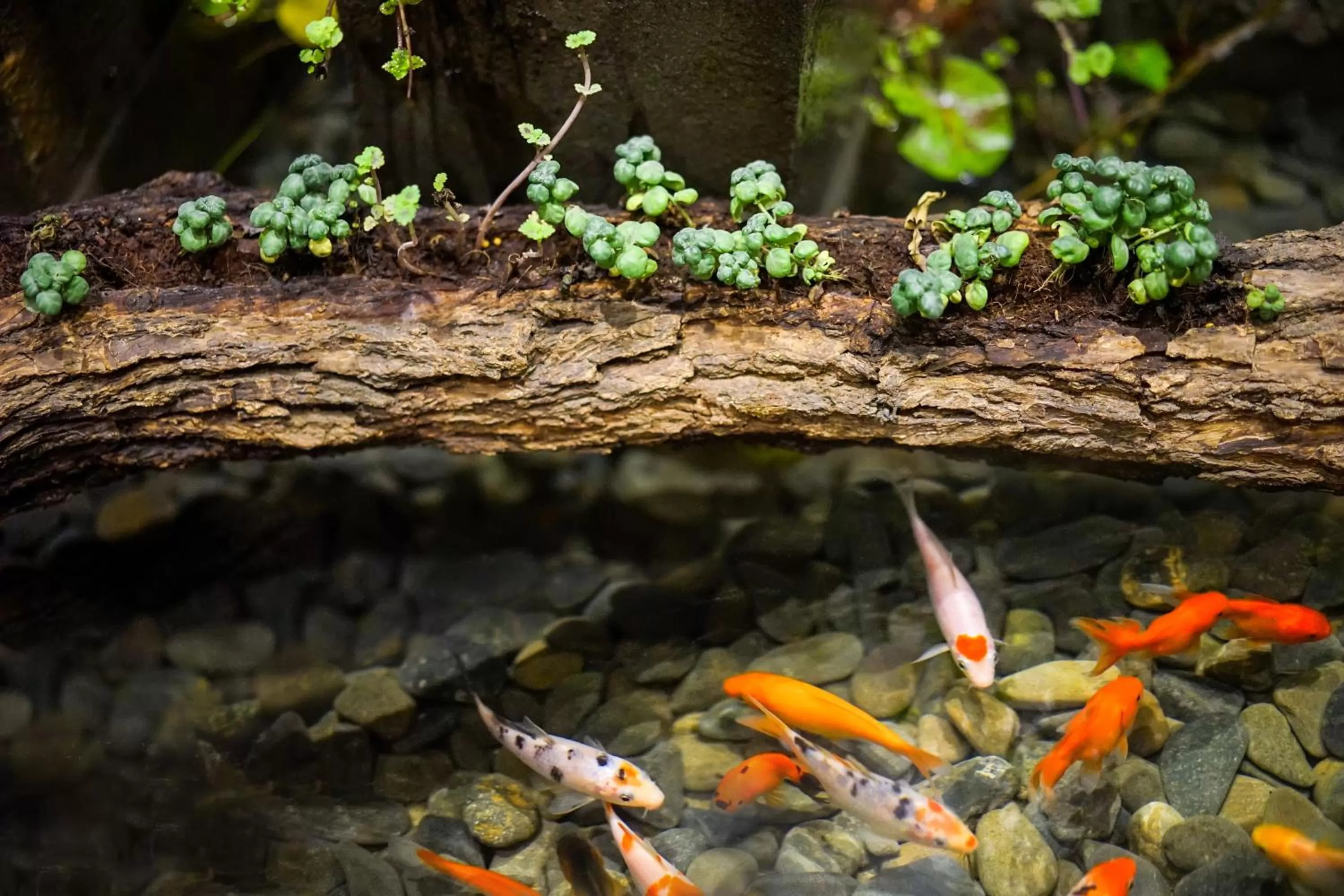 On-site shops in G Mekong Hotel Phom Penh