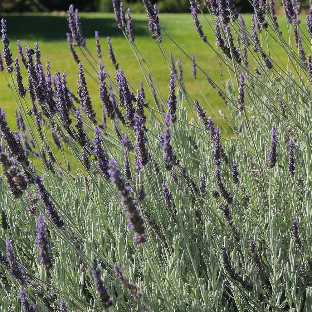 Garden in Bella Vista Bed and Breakfast