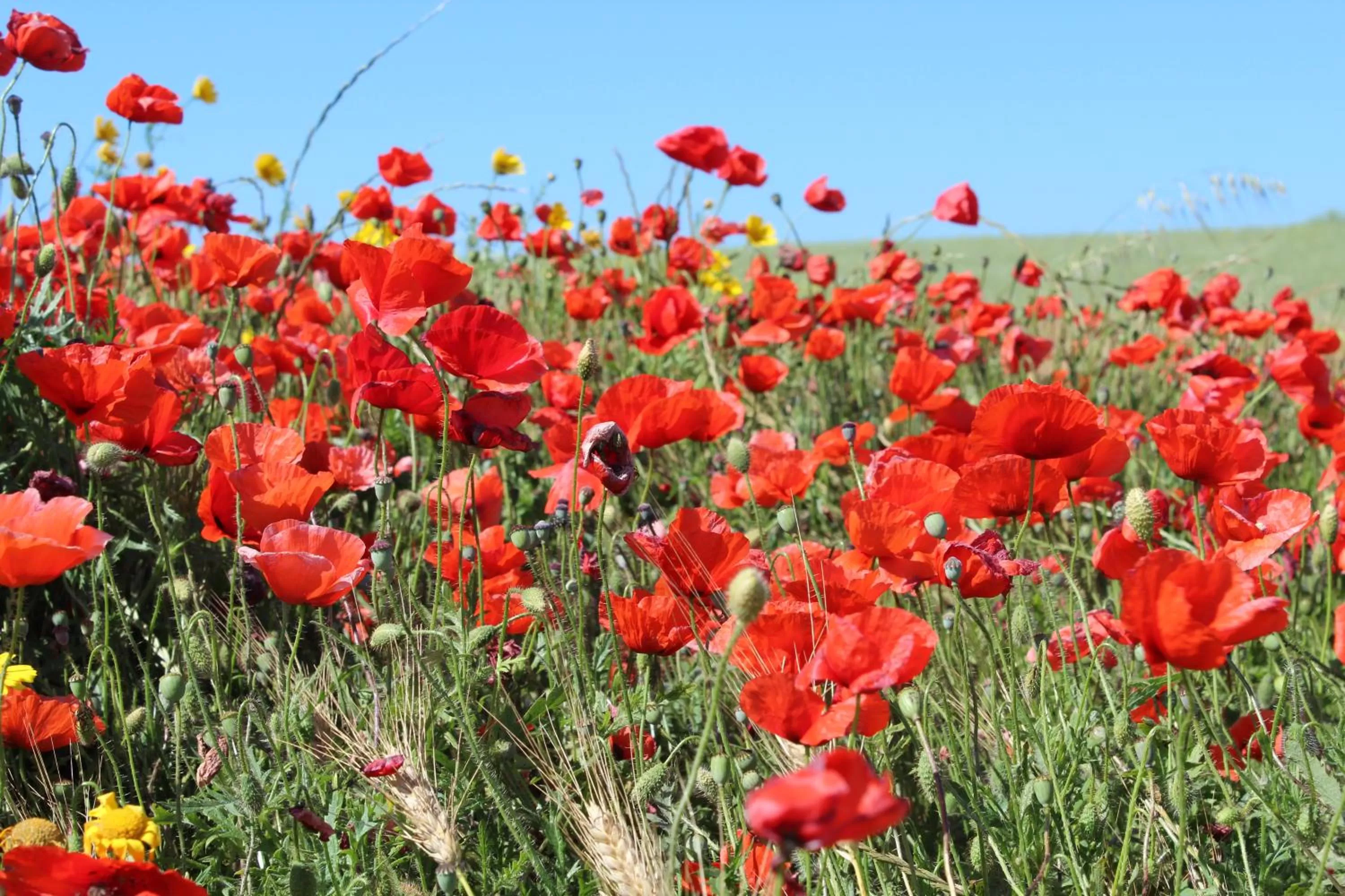 Natural landscape in Bed & Breakfast Paui