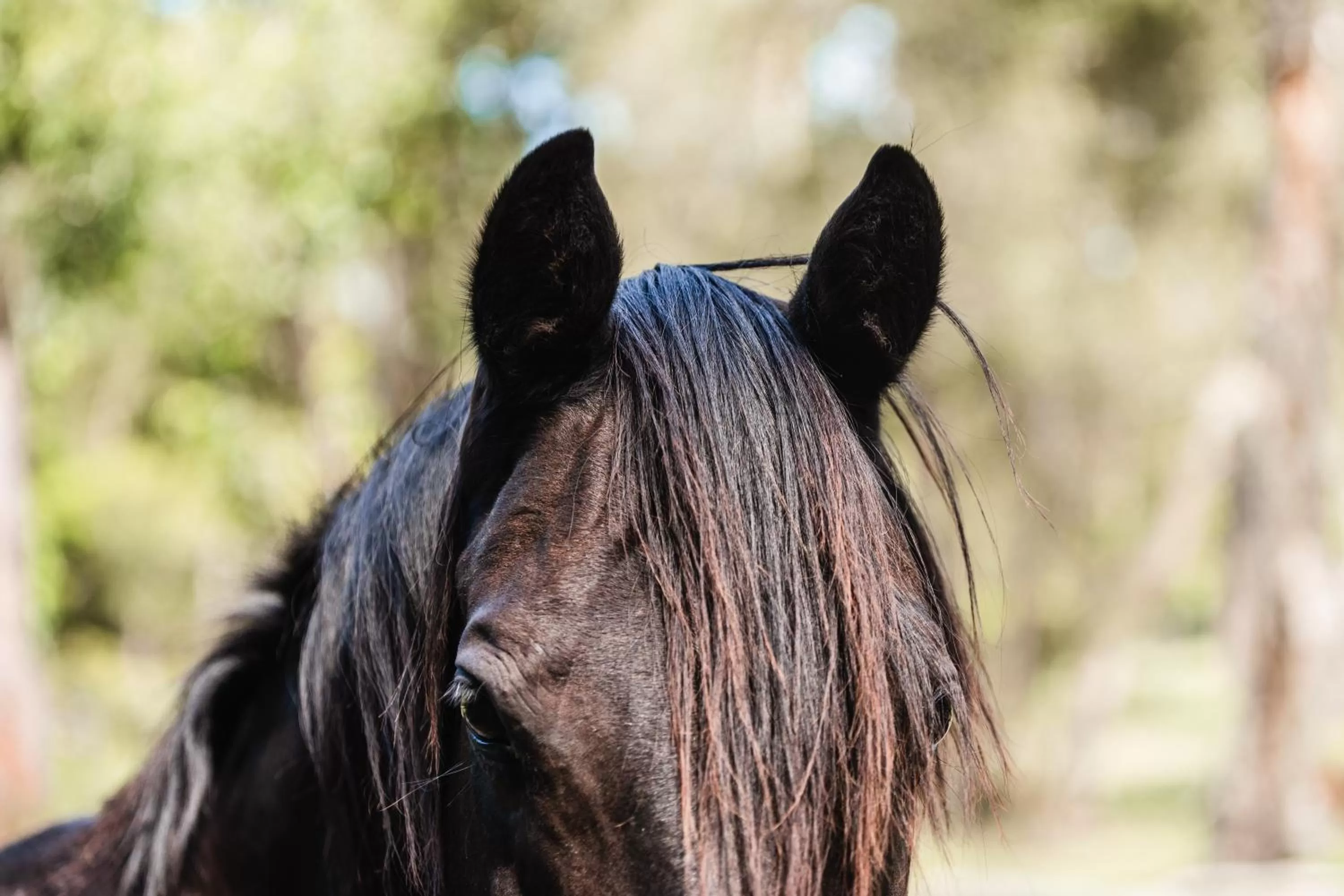 Lake Weyba Cottages Noosa