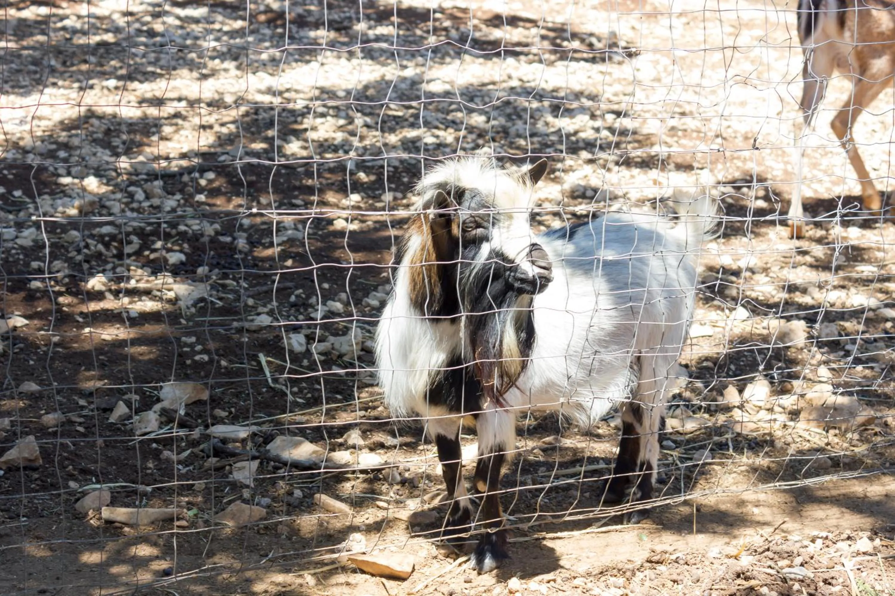 Animals in Agriturismo Fasano