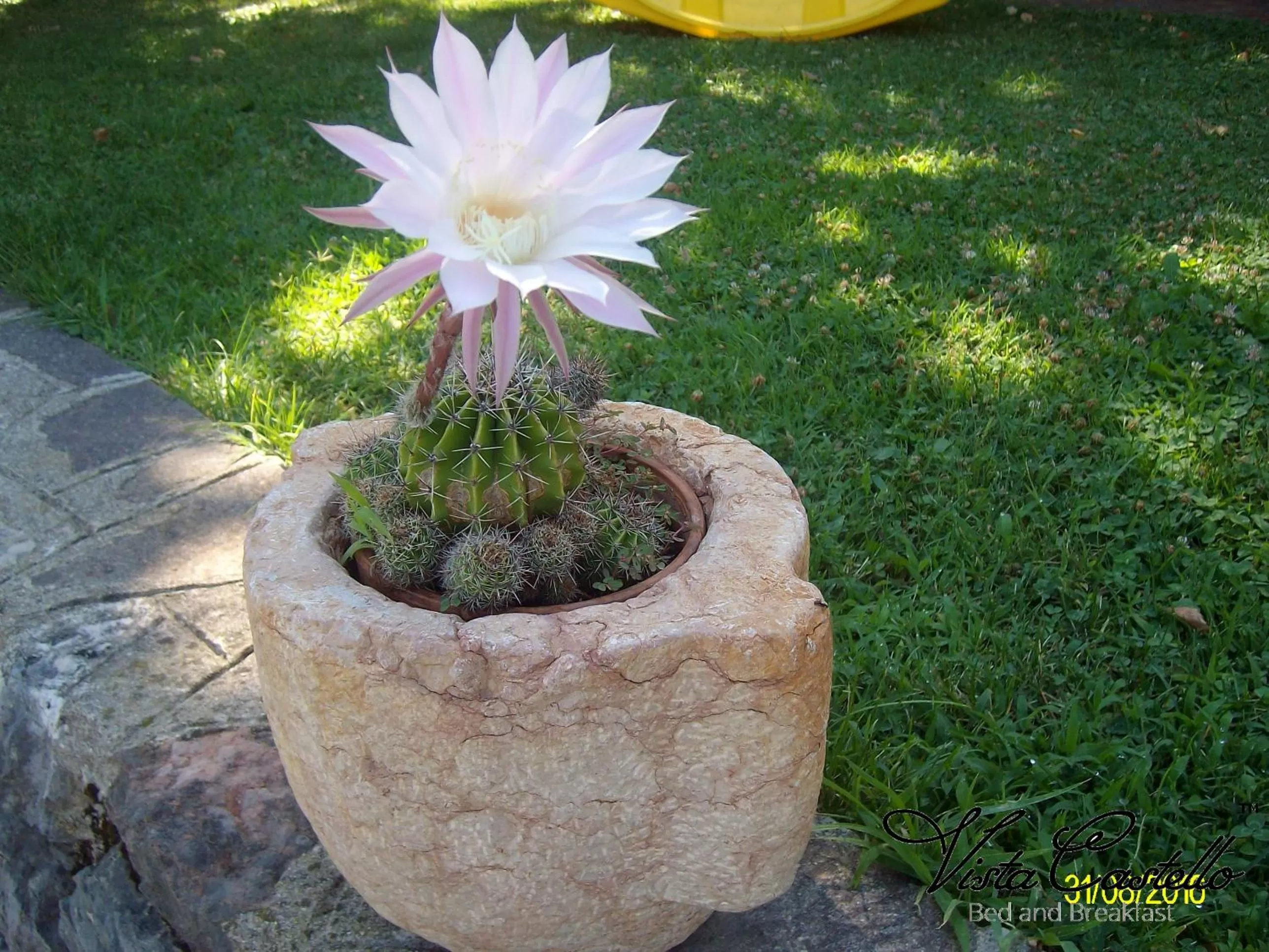 Summer in Vista Castello