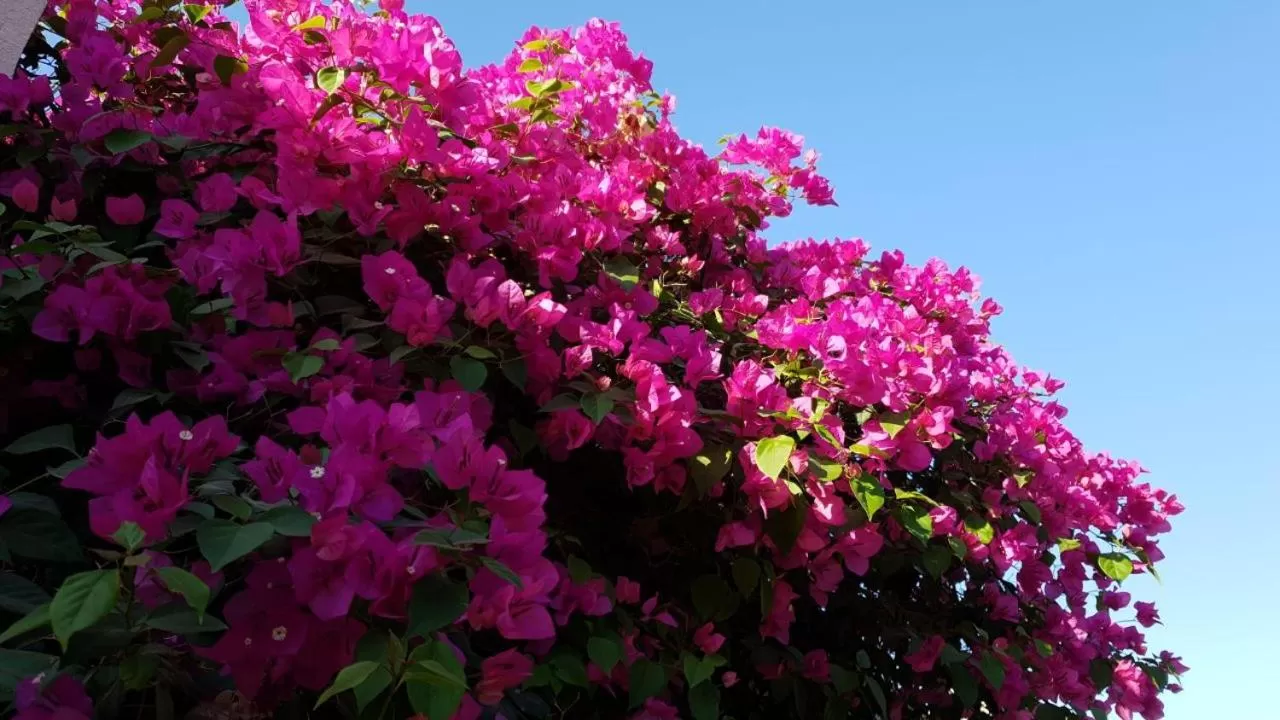 Garden view in Al Baeirat Hotel