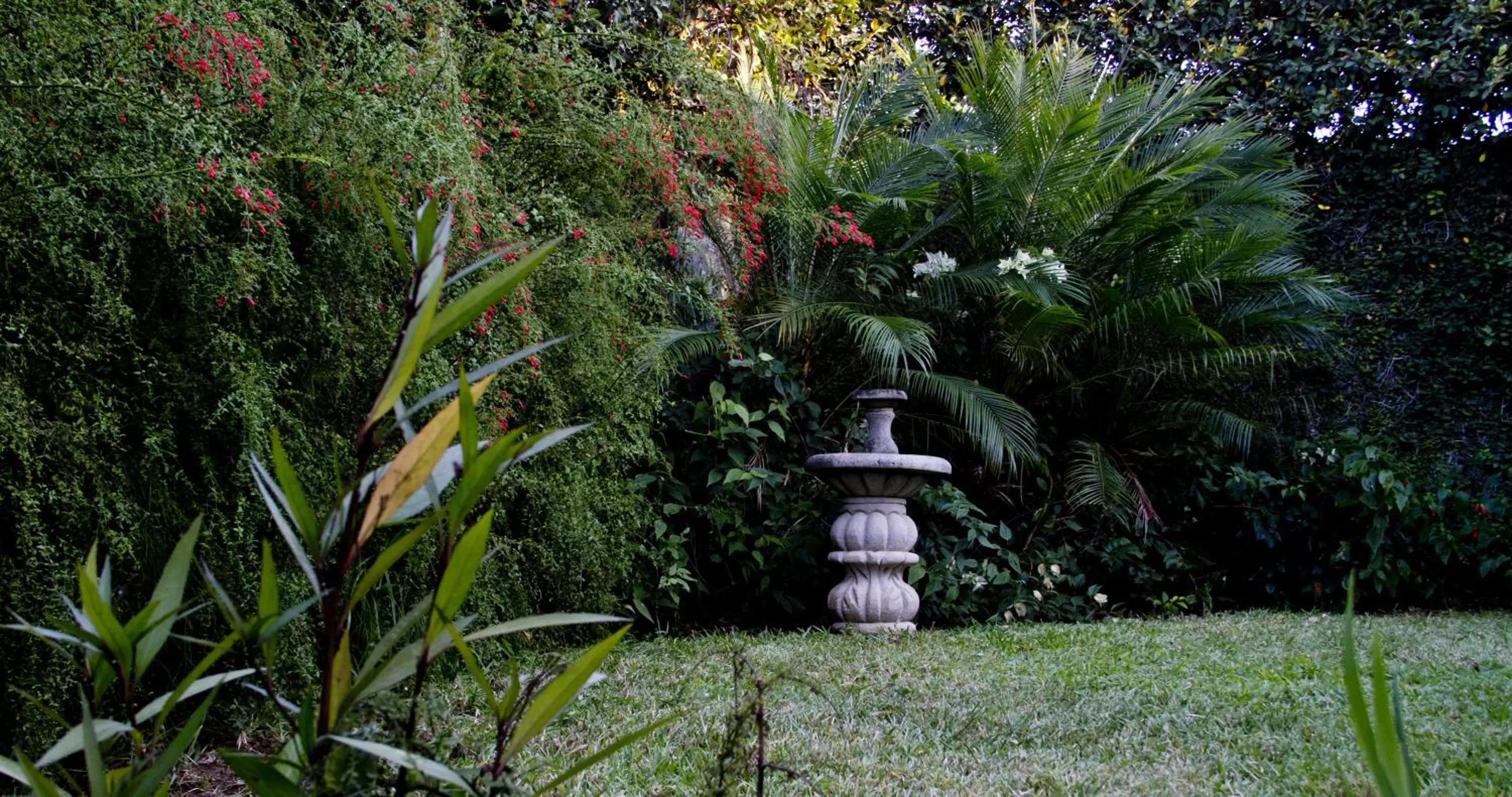 Garden in Hotel Colibri