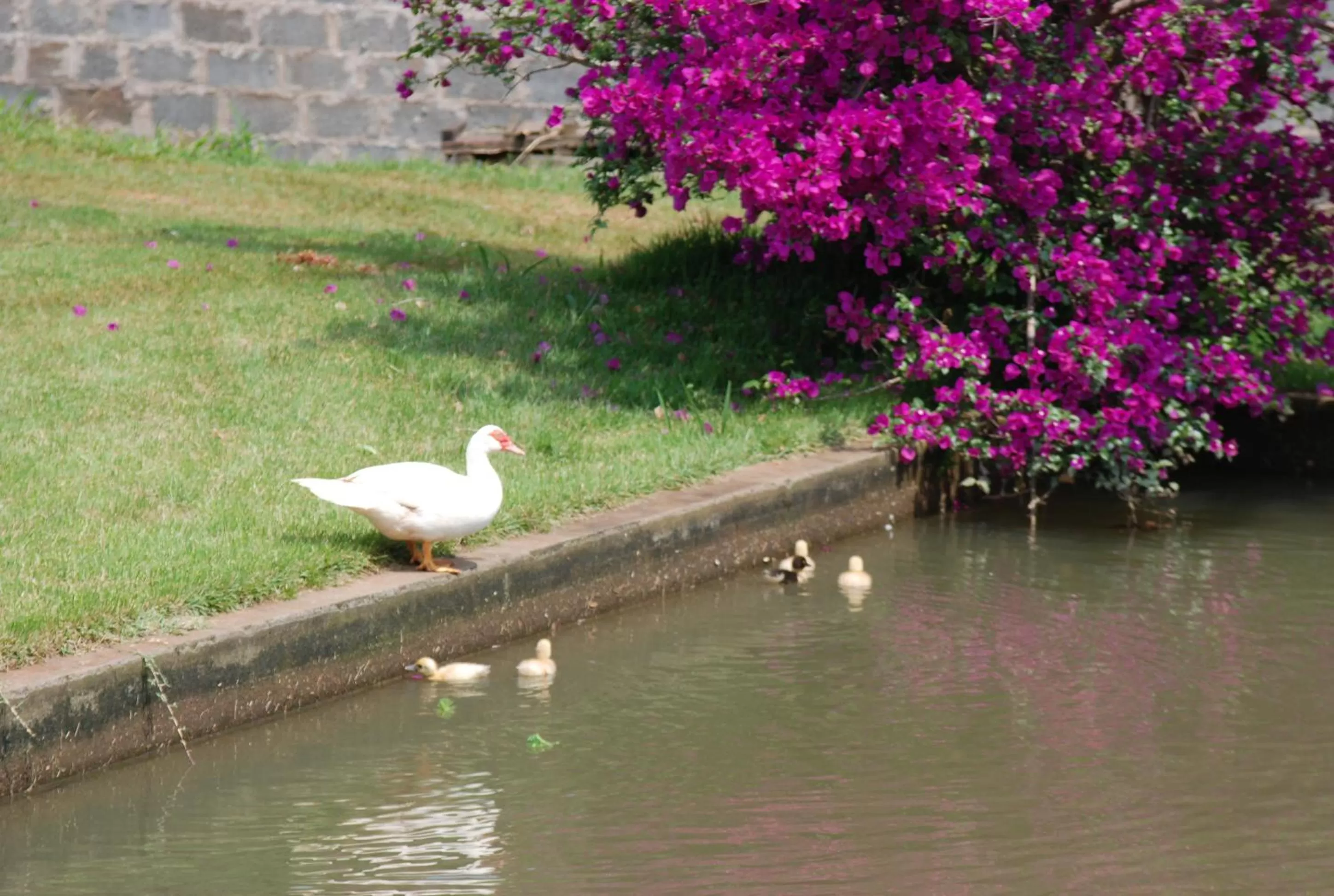 Animals in Repouso do Tchê