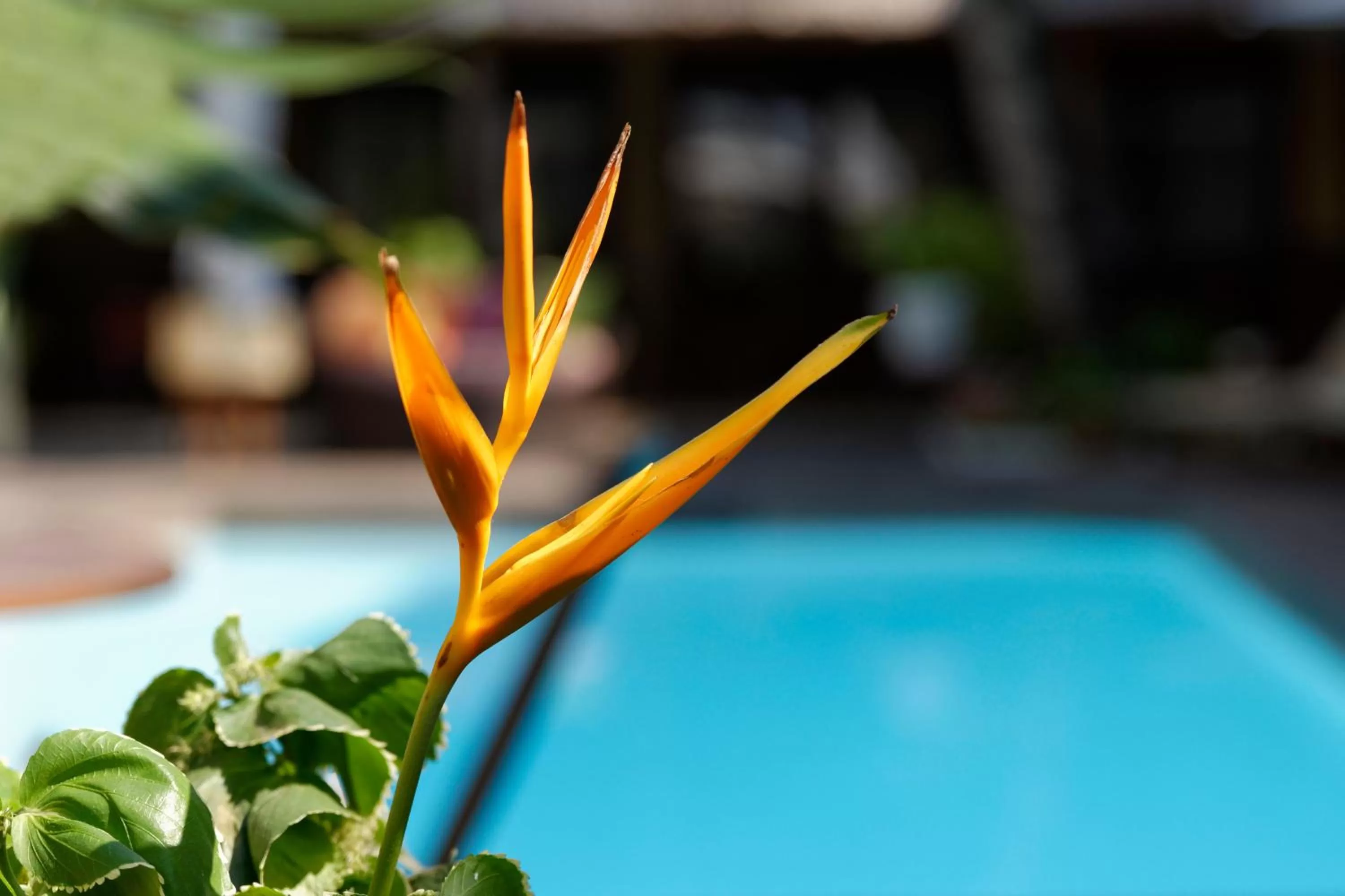 Garden in Hôtel Restaurant Coco Lodge Majunga