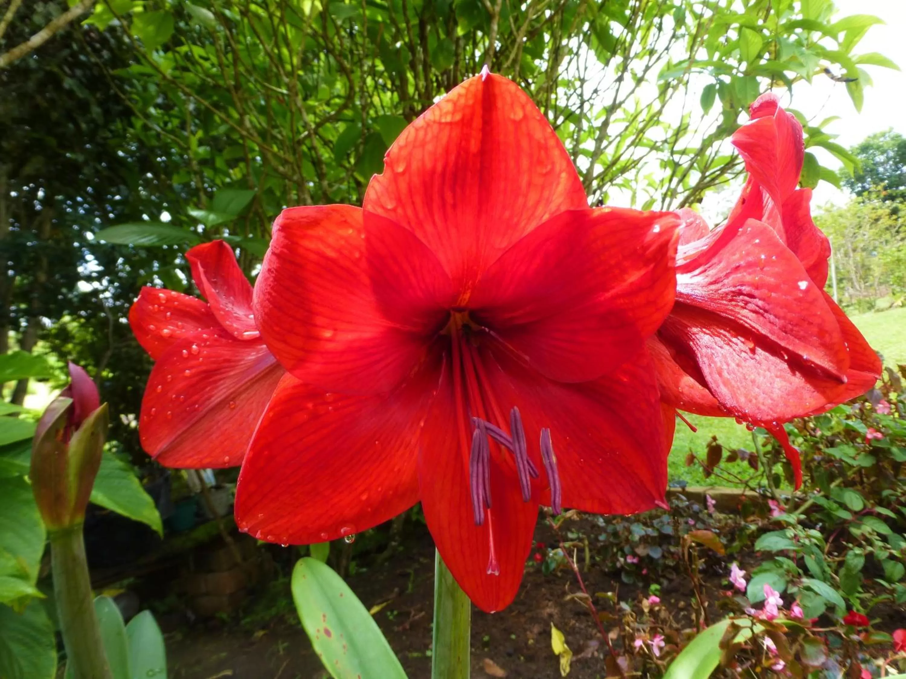 Garden in Finca El Cielo