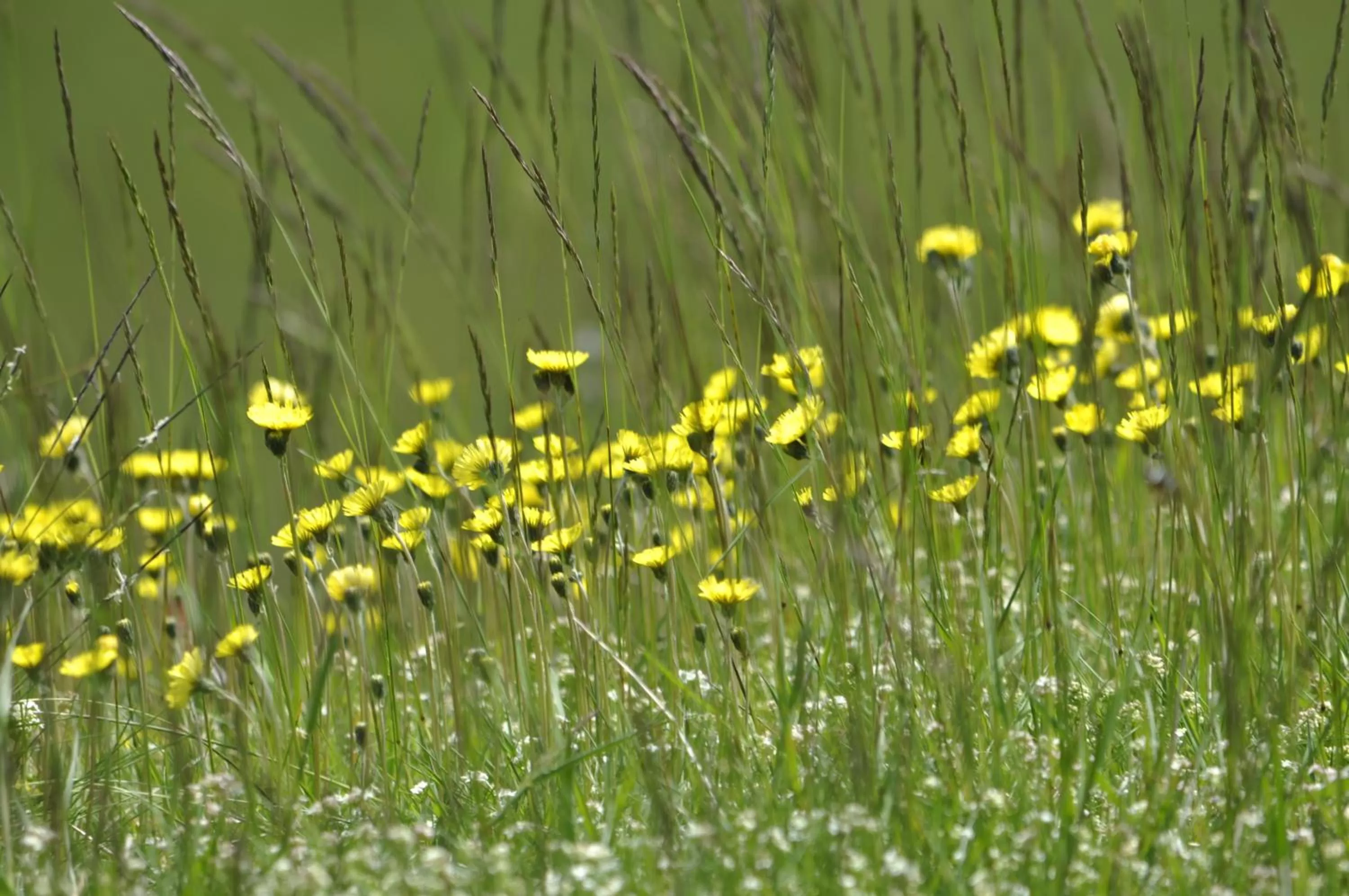 Summer, Other Animals in L'Atelier de Gisèle
