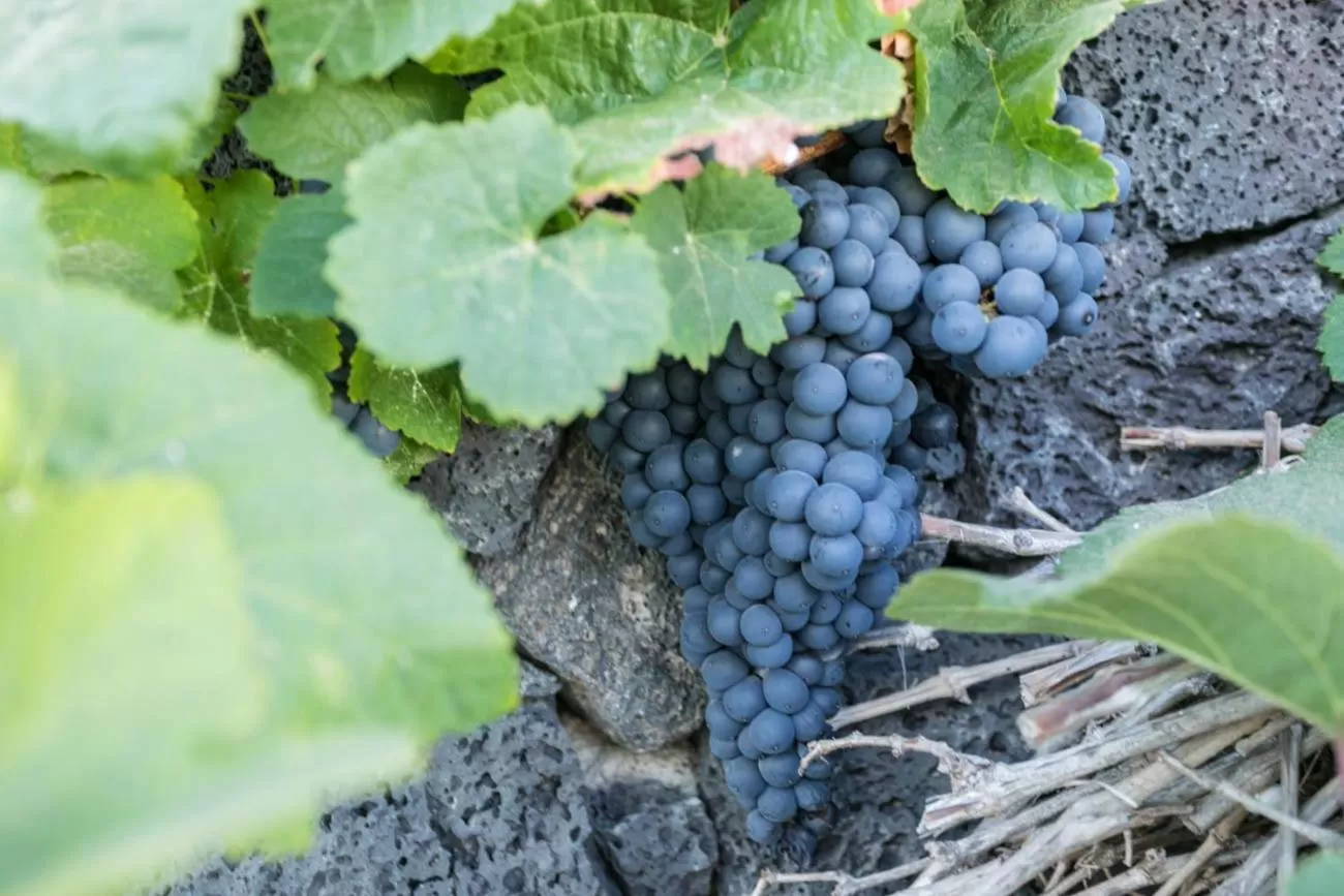 On site in Villa El Jable Lanzarote