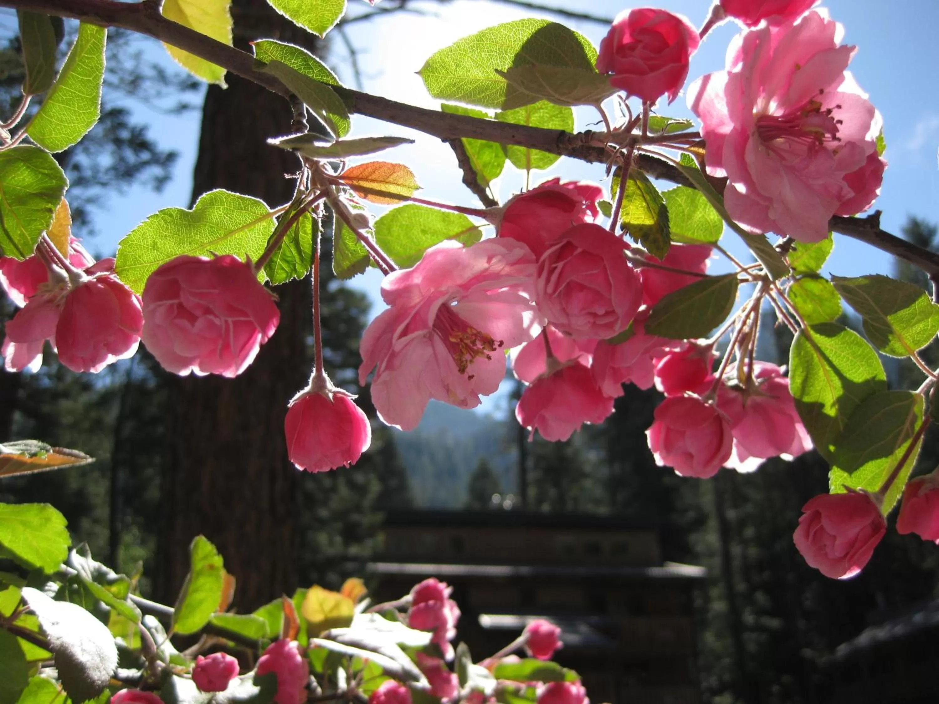 View (from property/room) in Eagle Cap Chalets