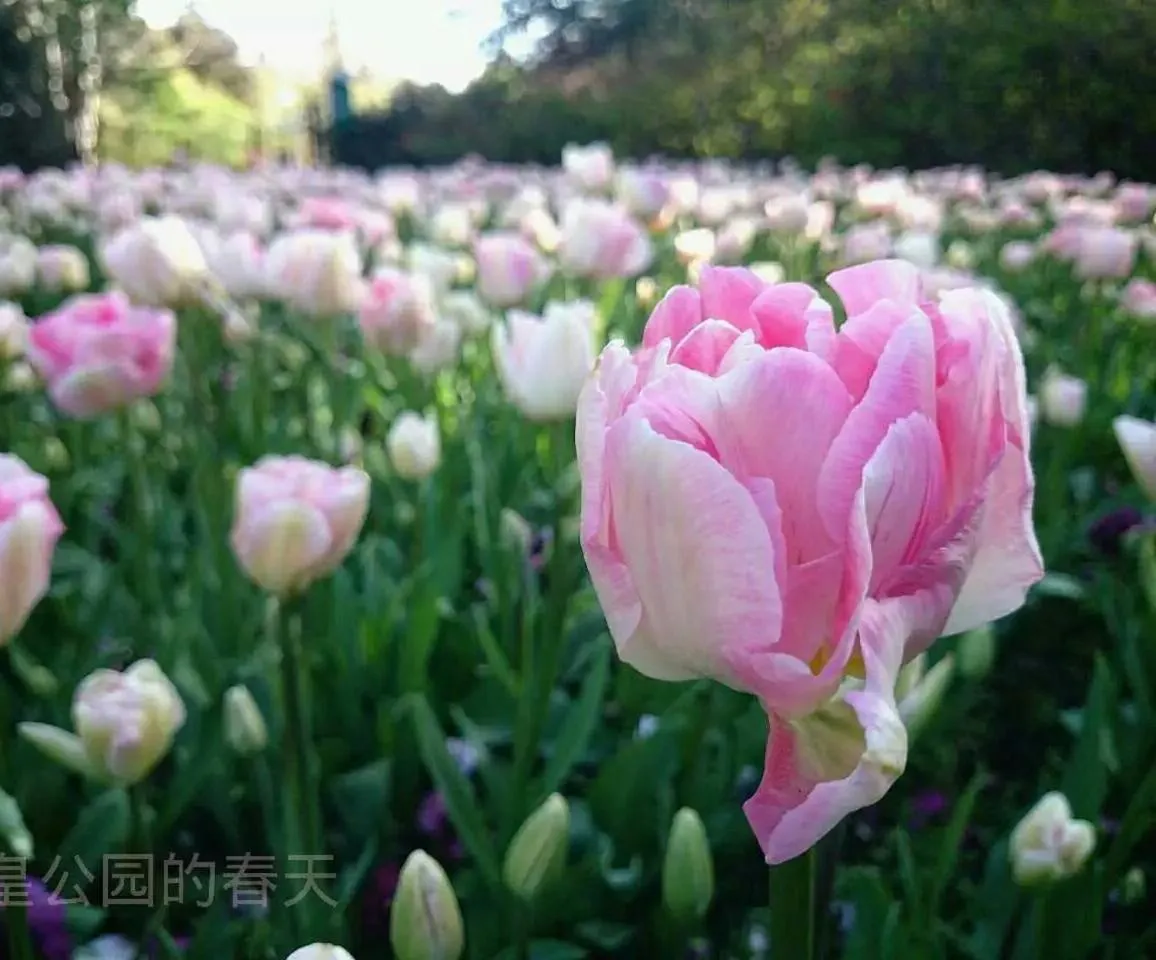 Spring in Queens Park Motels