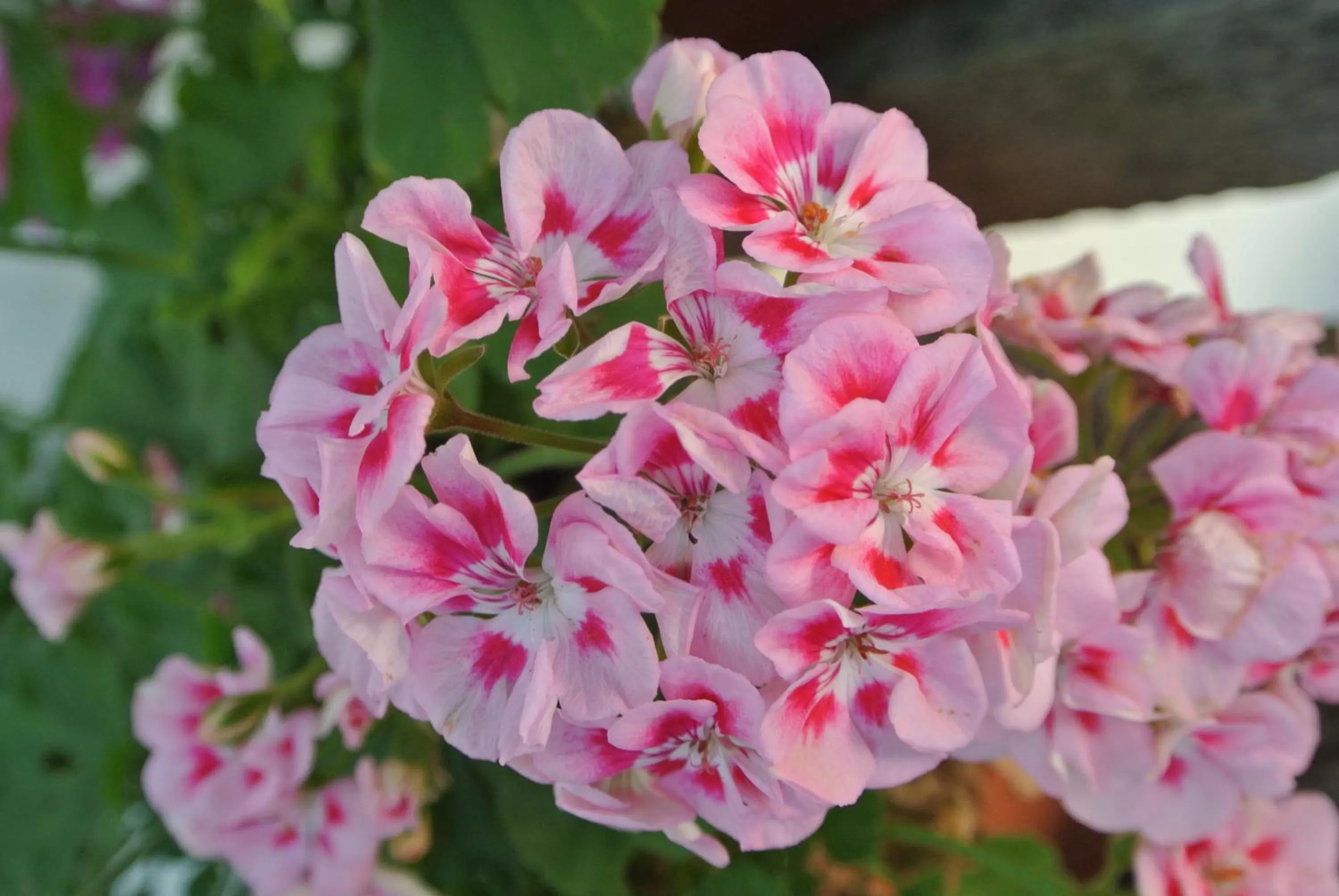 Garden in campagnoli