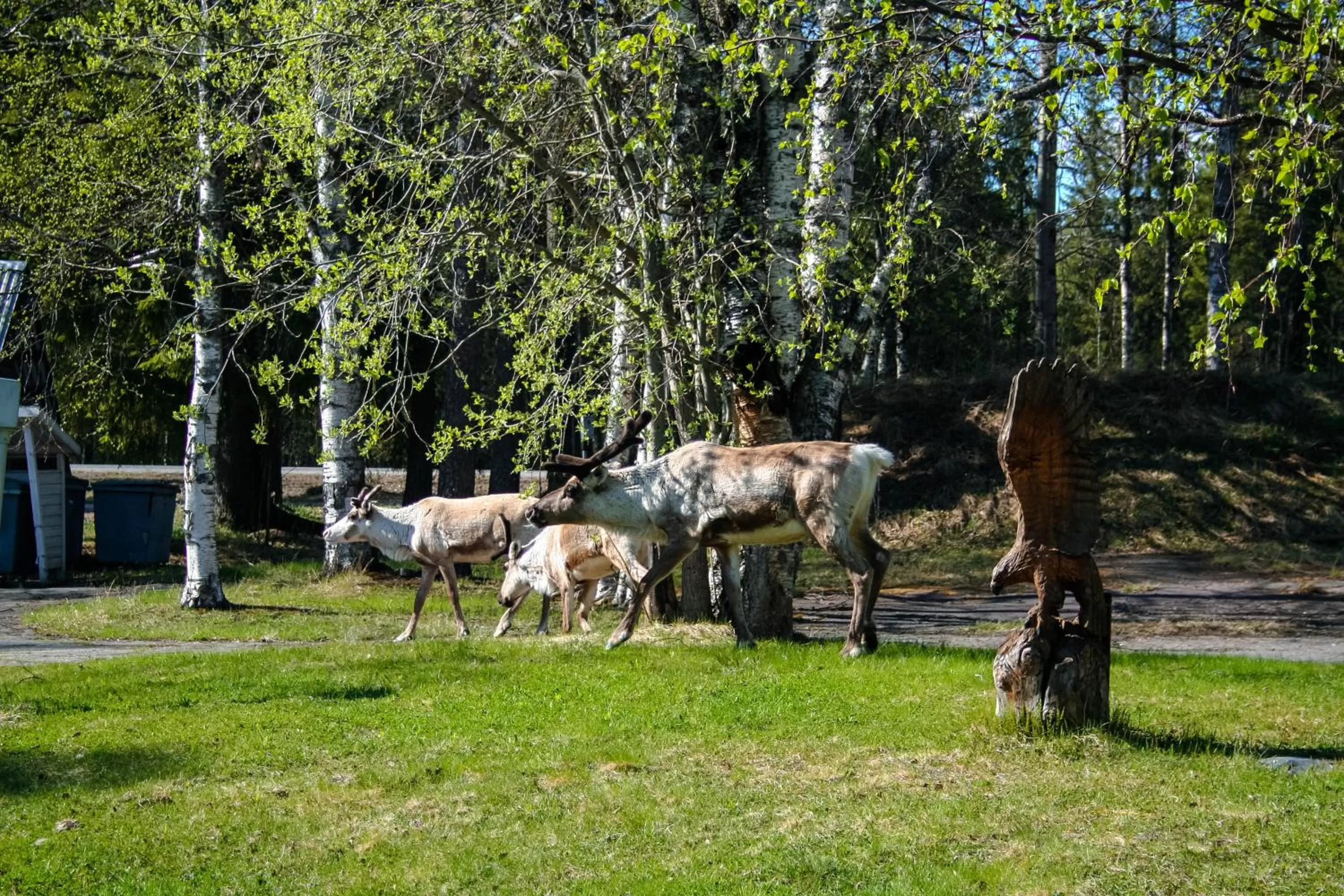 Animals in Motelli Rovaniemi