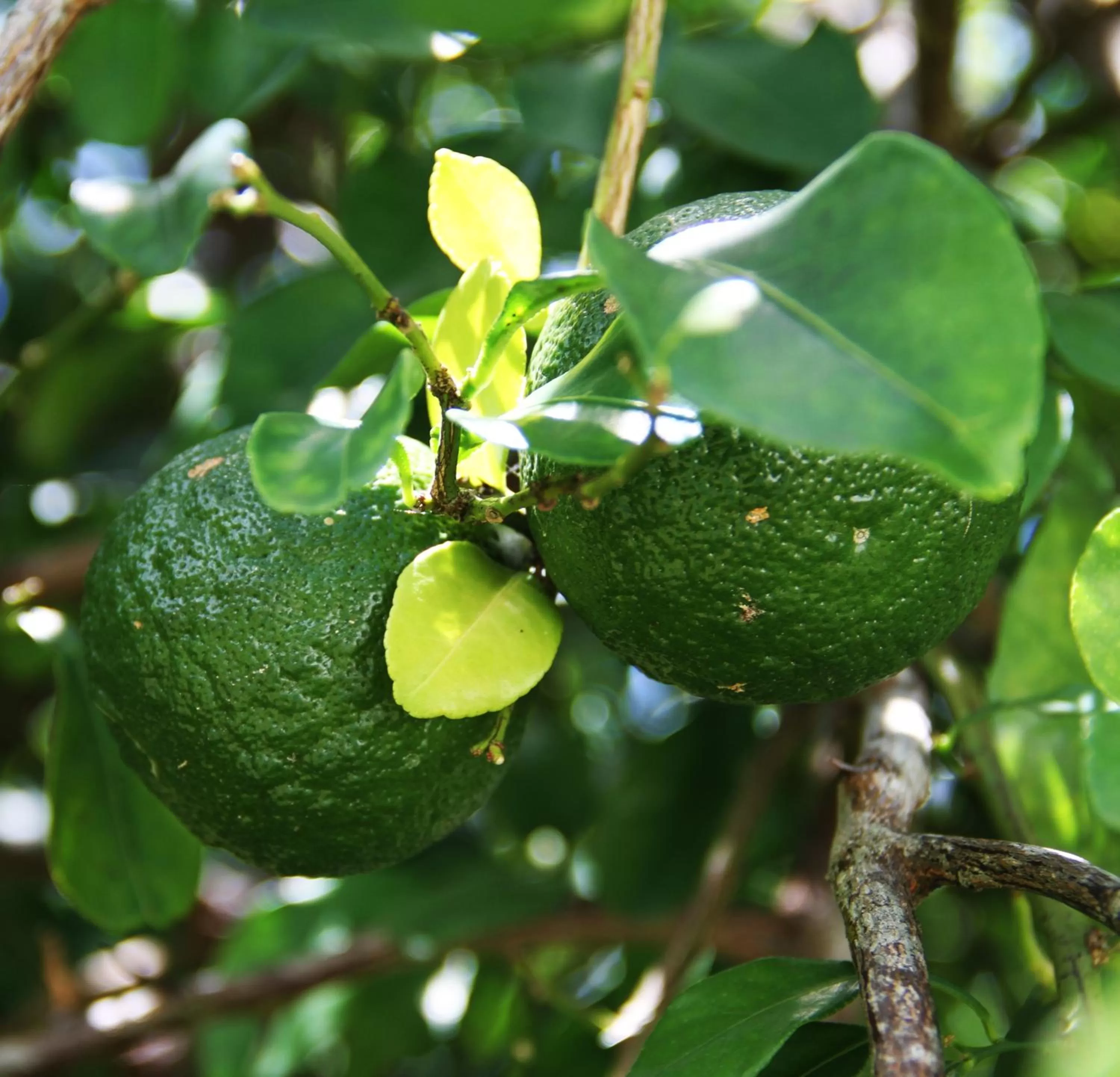 Garden, Other Animals in Daniella's Bungalows