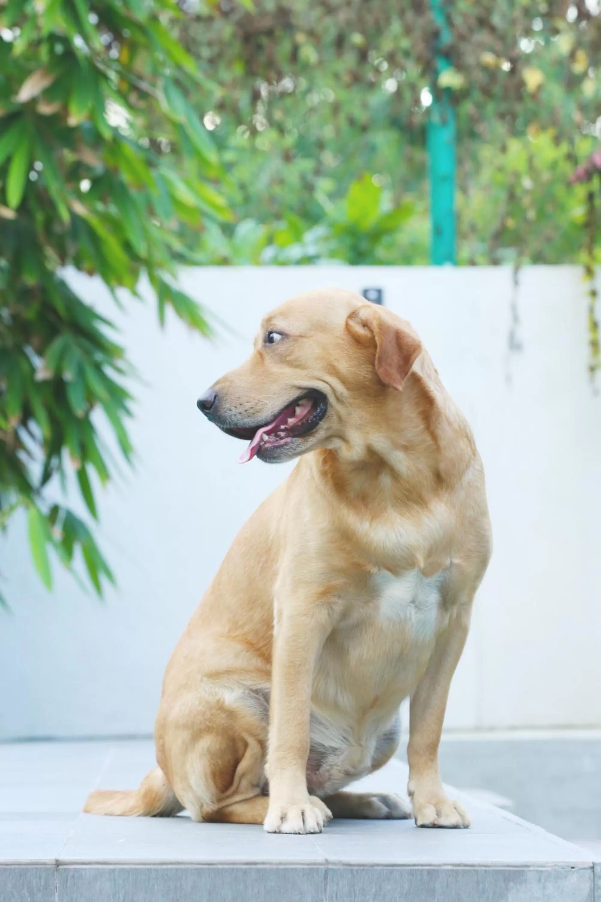 Garden in Kaminrich Cottage