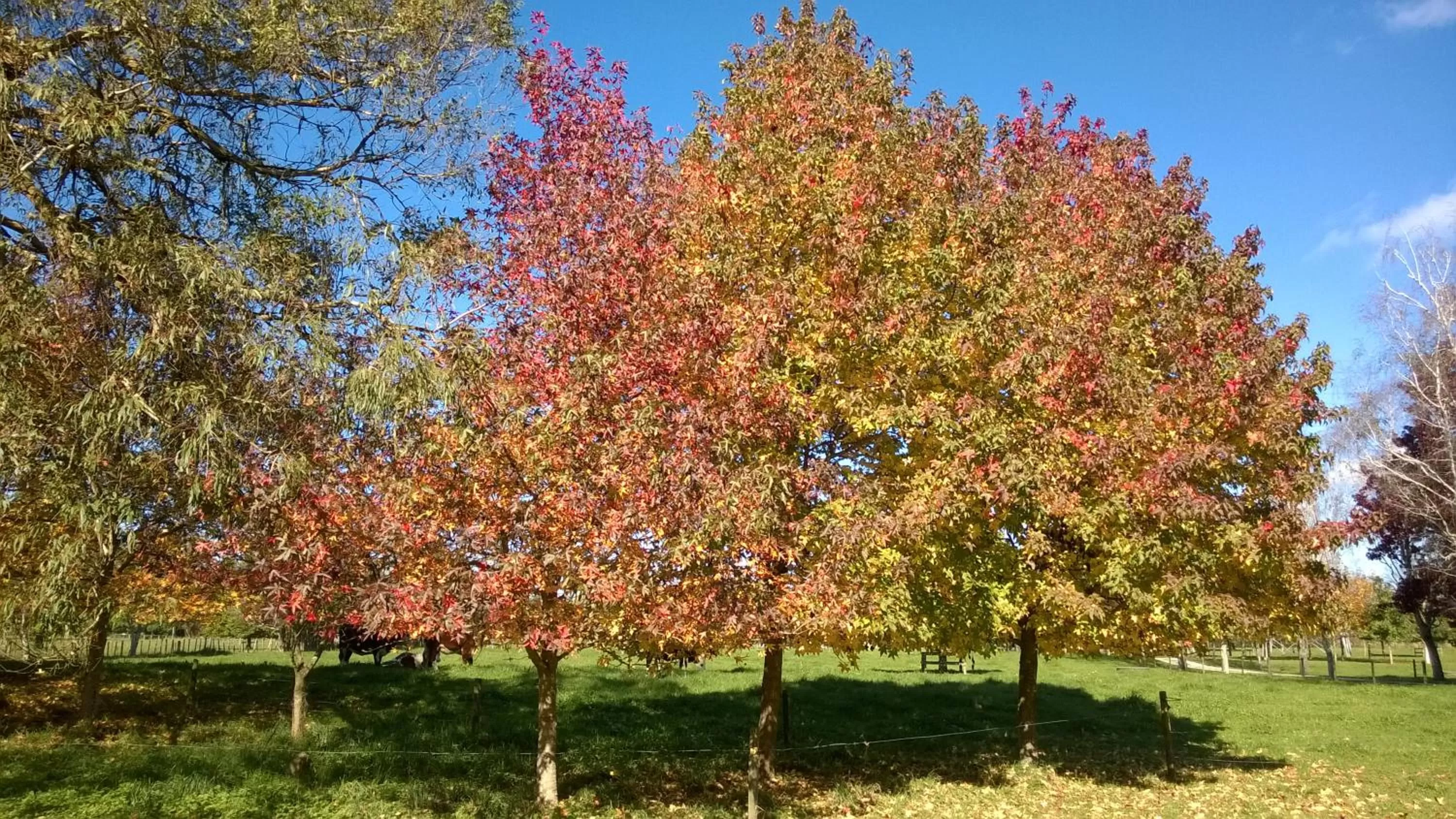 Landmark view, Garden in Korbaylen Estate