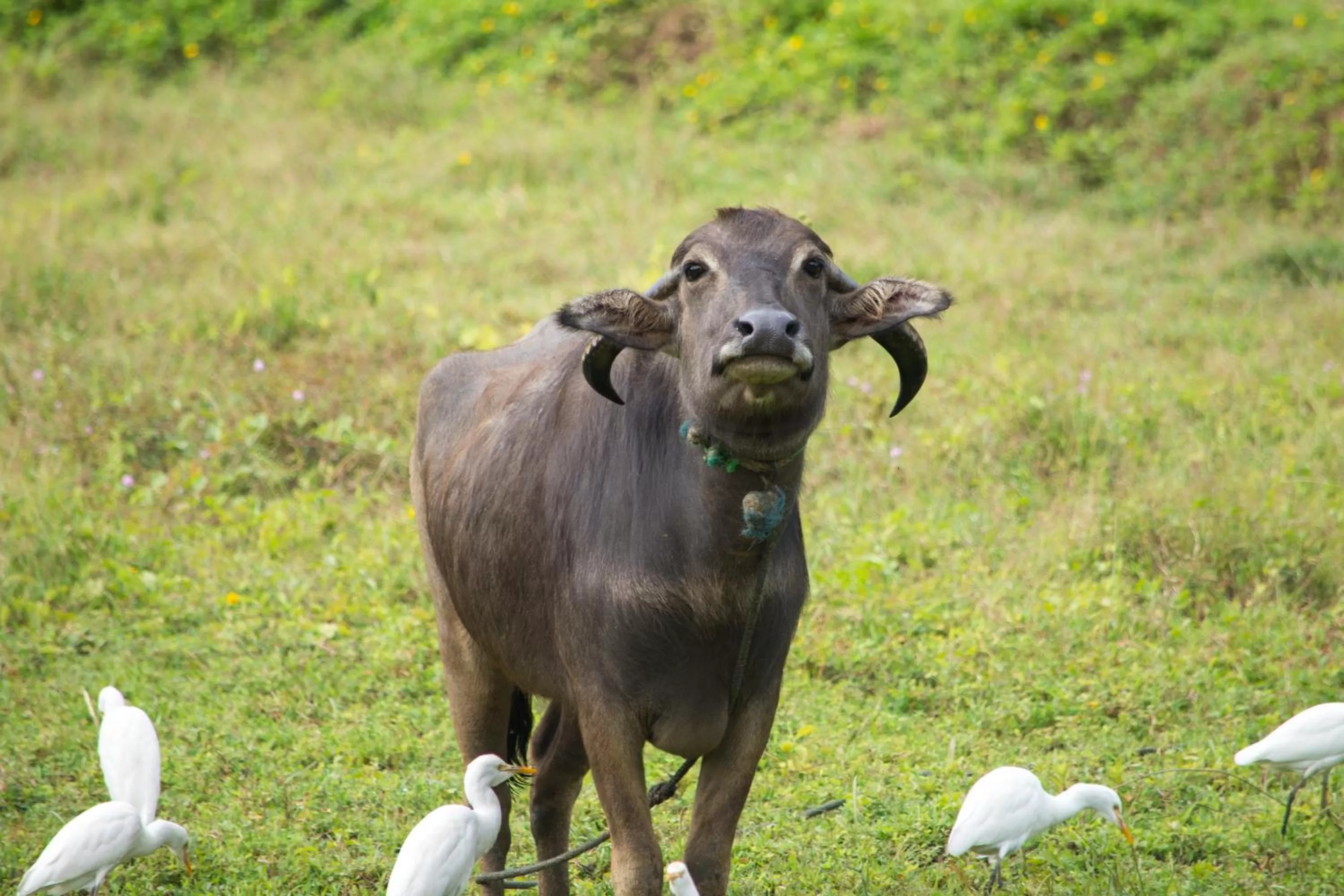 Animals in The Kandyan Manor by Bhathiya & Suzy