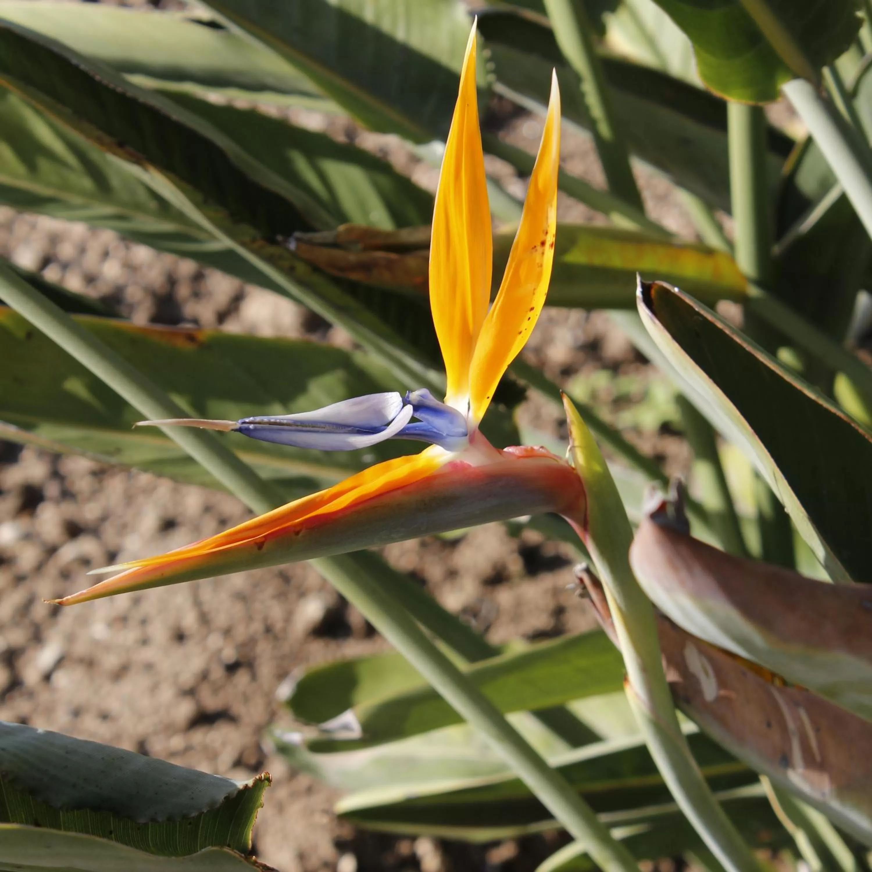 Garden in B&B Barletta Acasamia con Parcheggio Privato