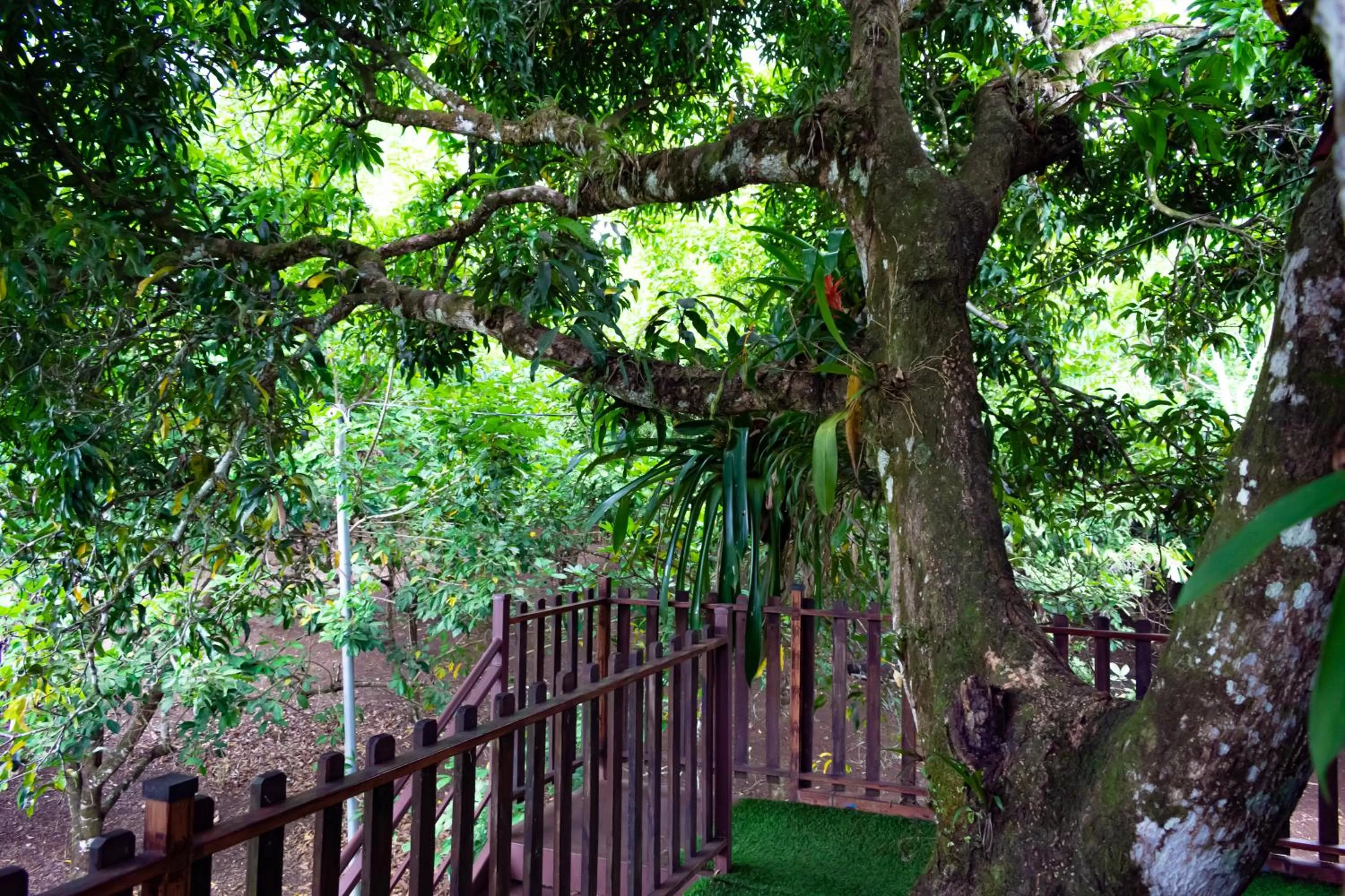 Natural landscape in Hotel Heliconias Nature Inn & Hot Springs