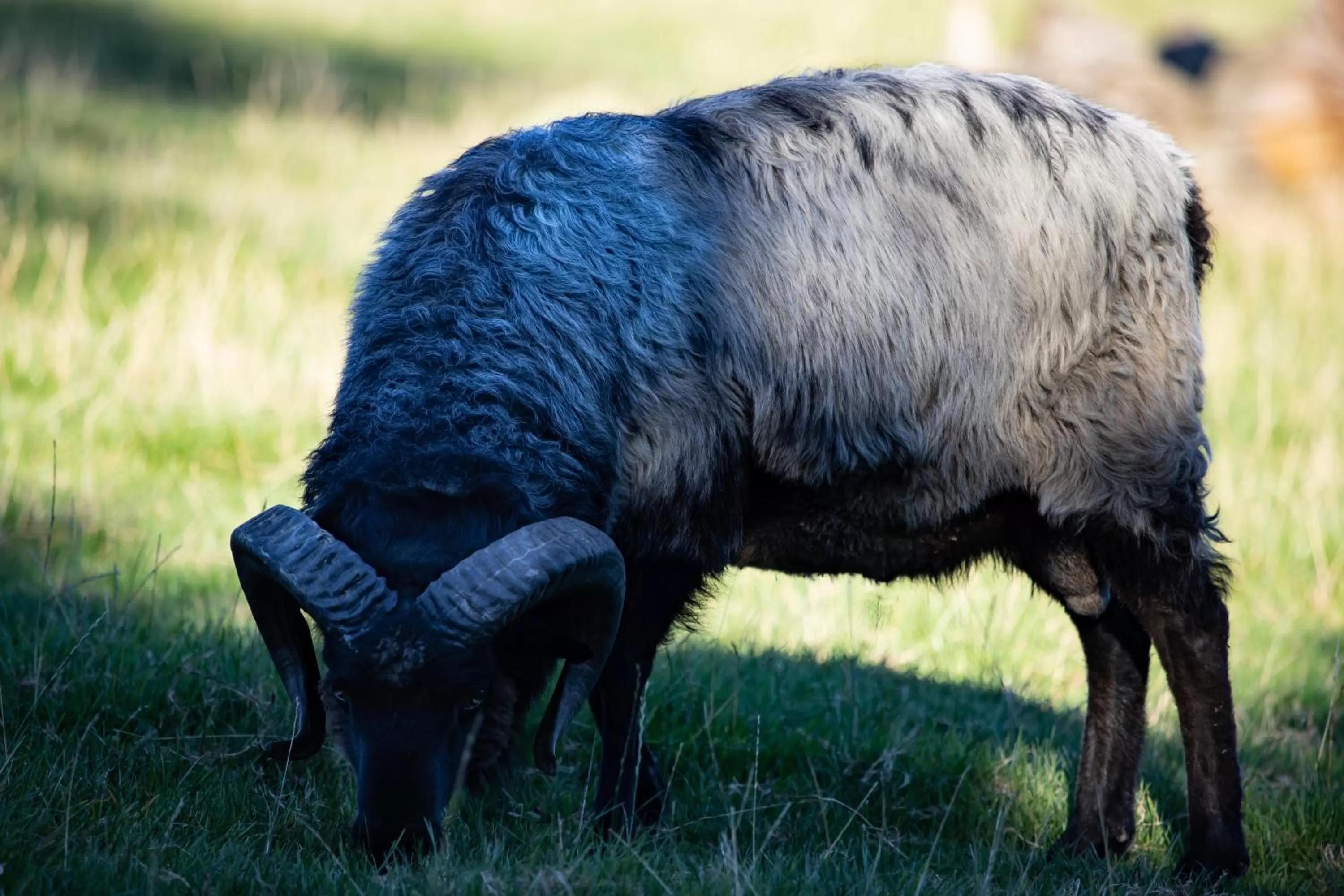 Animals, Other Animals in Bodensee-Hotel Sonnenhof
