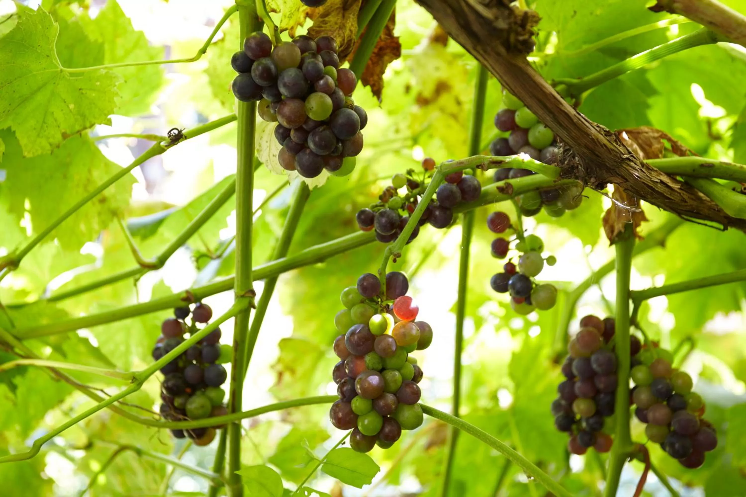 Garden in The Grange B&B