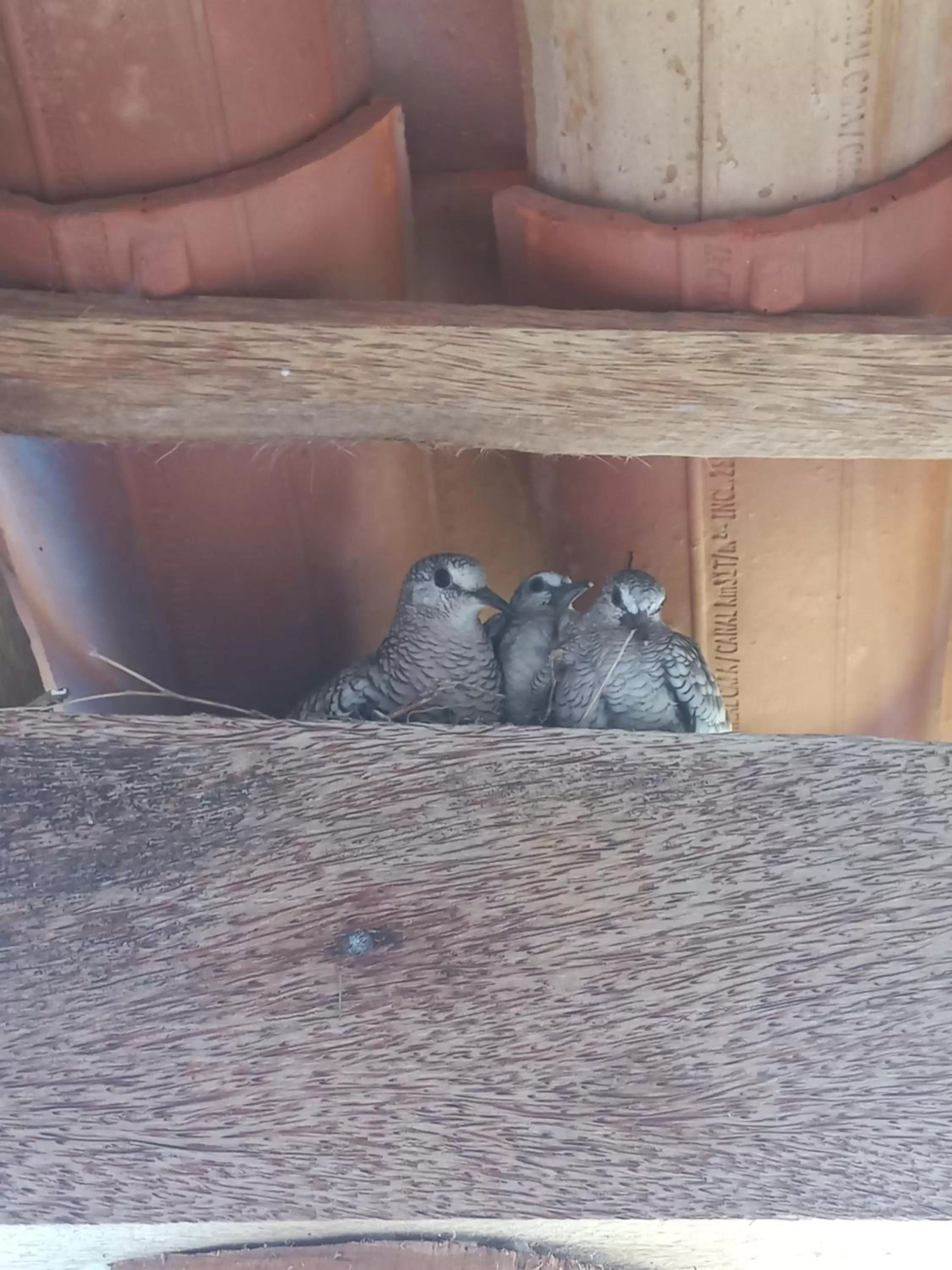 Property building, Other Animals in Pousada Ventos e Velas