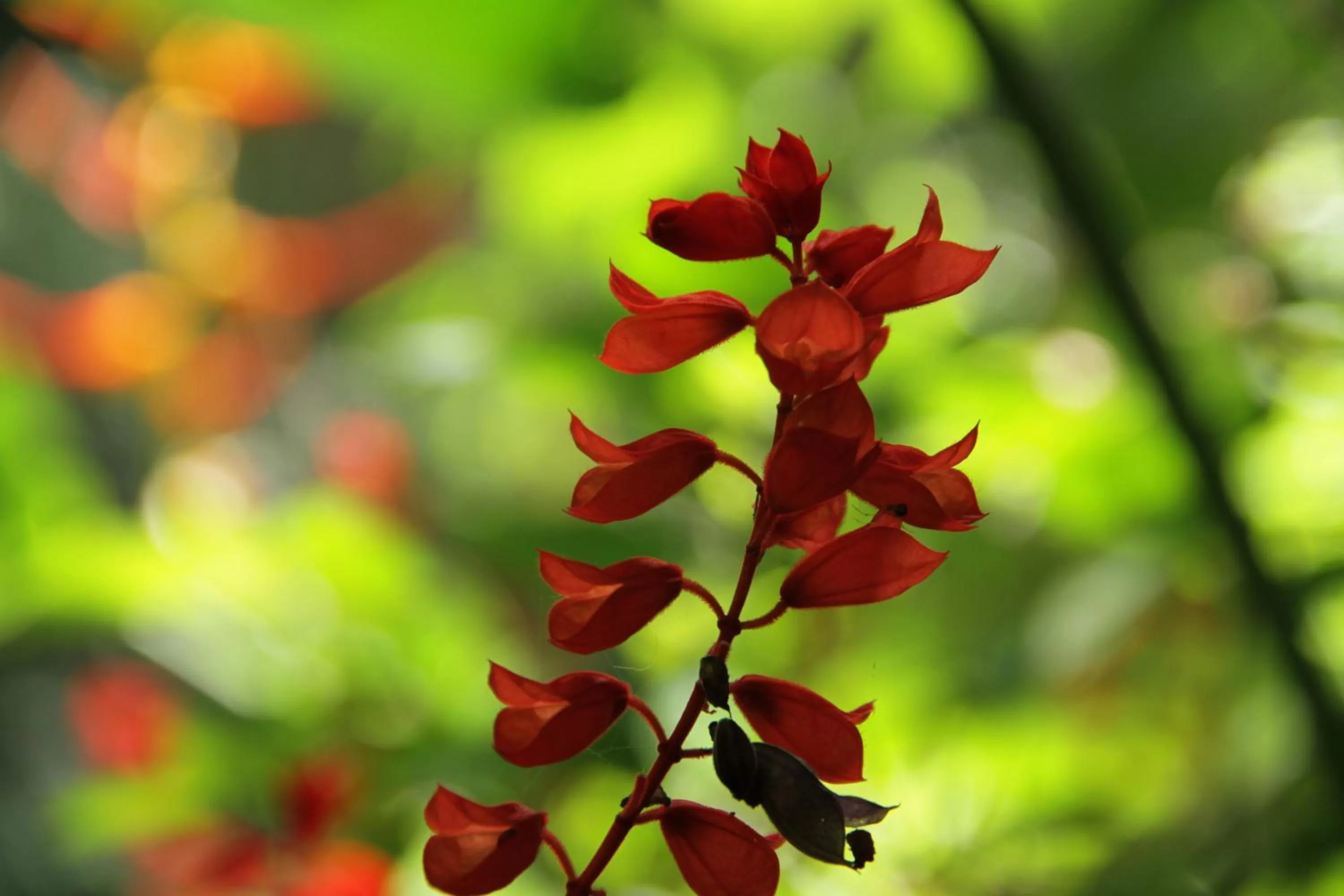 Natural landscape in Hotel campestre La Floresta