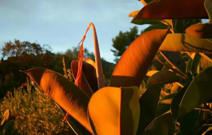 On site in Hostal Ondina