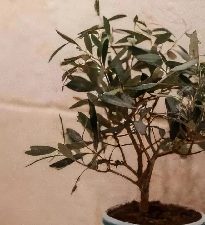 Decorative detail in Casa D'Angiò -Manfredi Homes&Villas