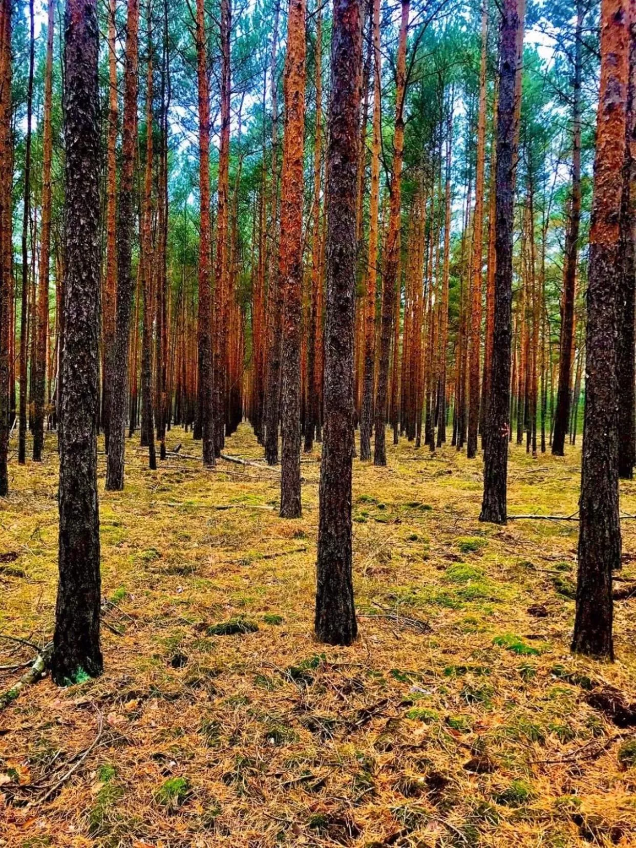 View (from property/room) in Spree - Waldhotel Cottbus