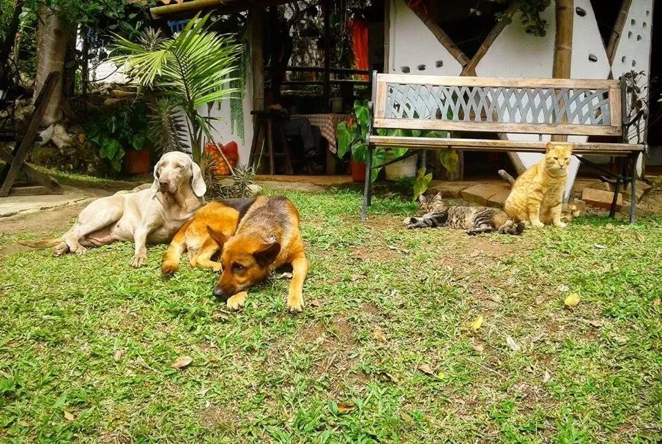 Pets in Hotel La Casa de Francois
