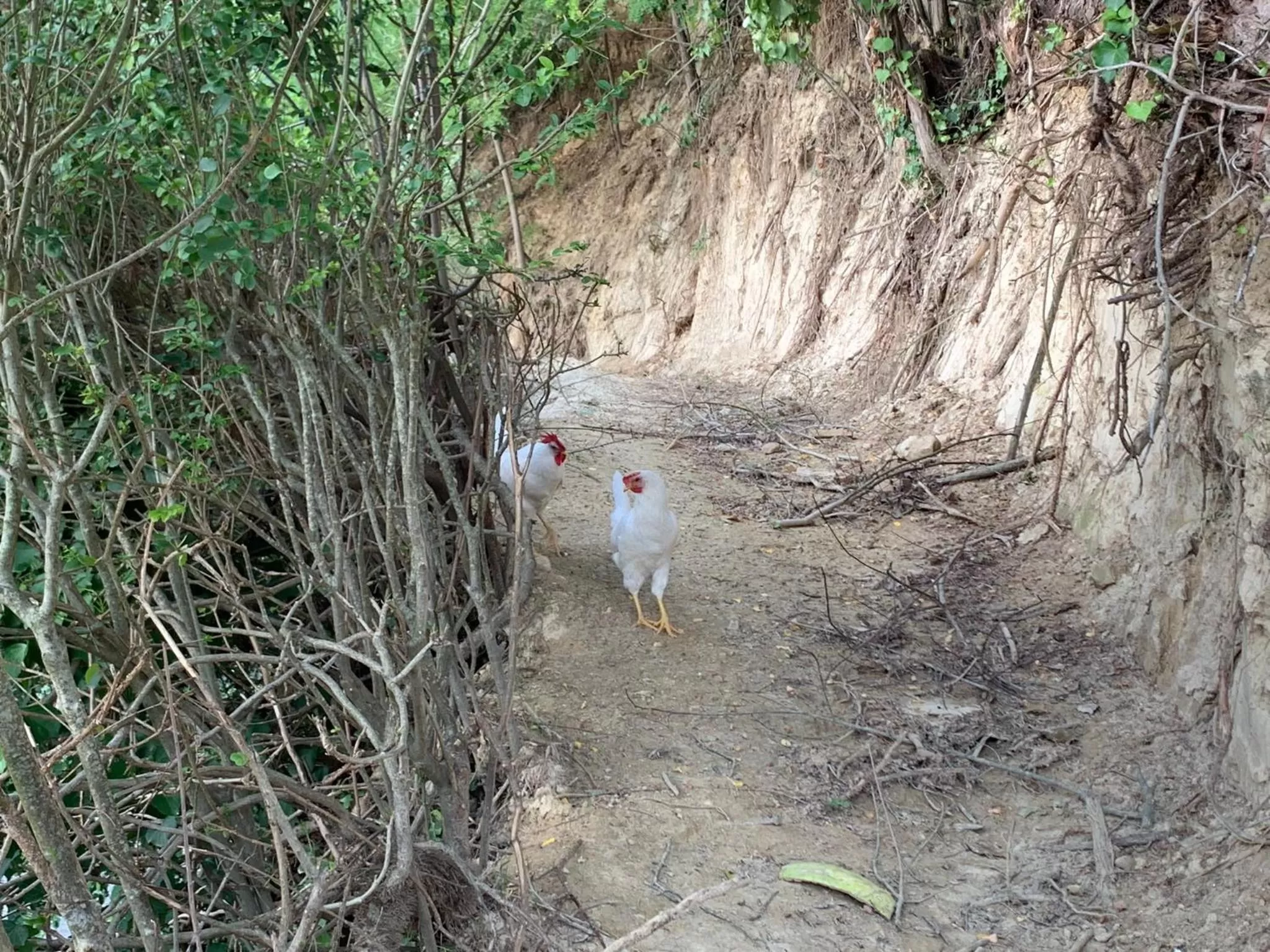 Other Animals in Casa Tavasso