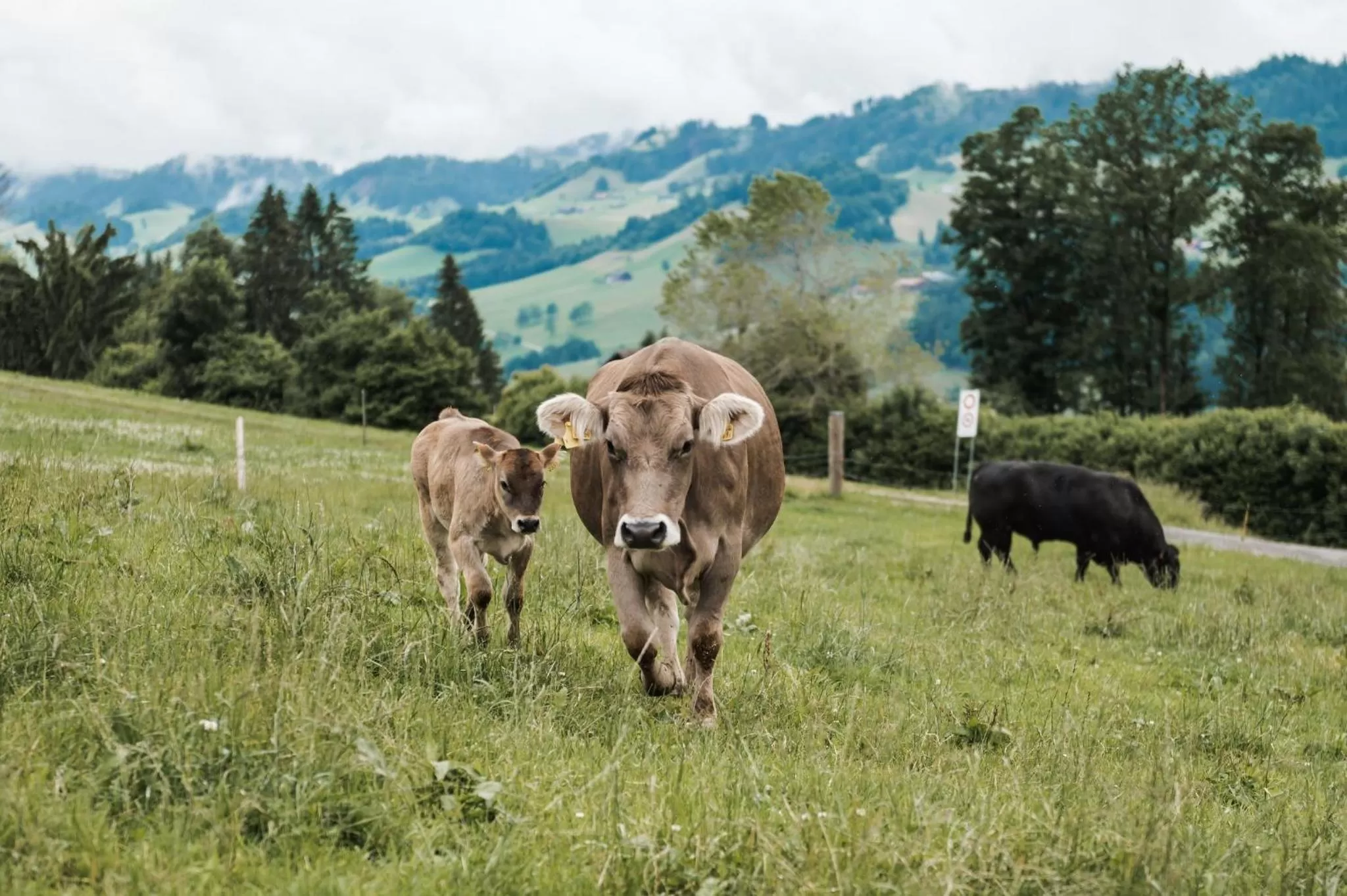 Animals in B&B Hof Grosschreie