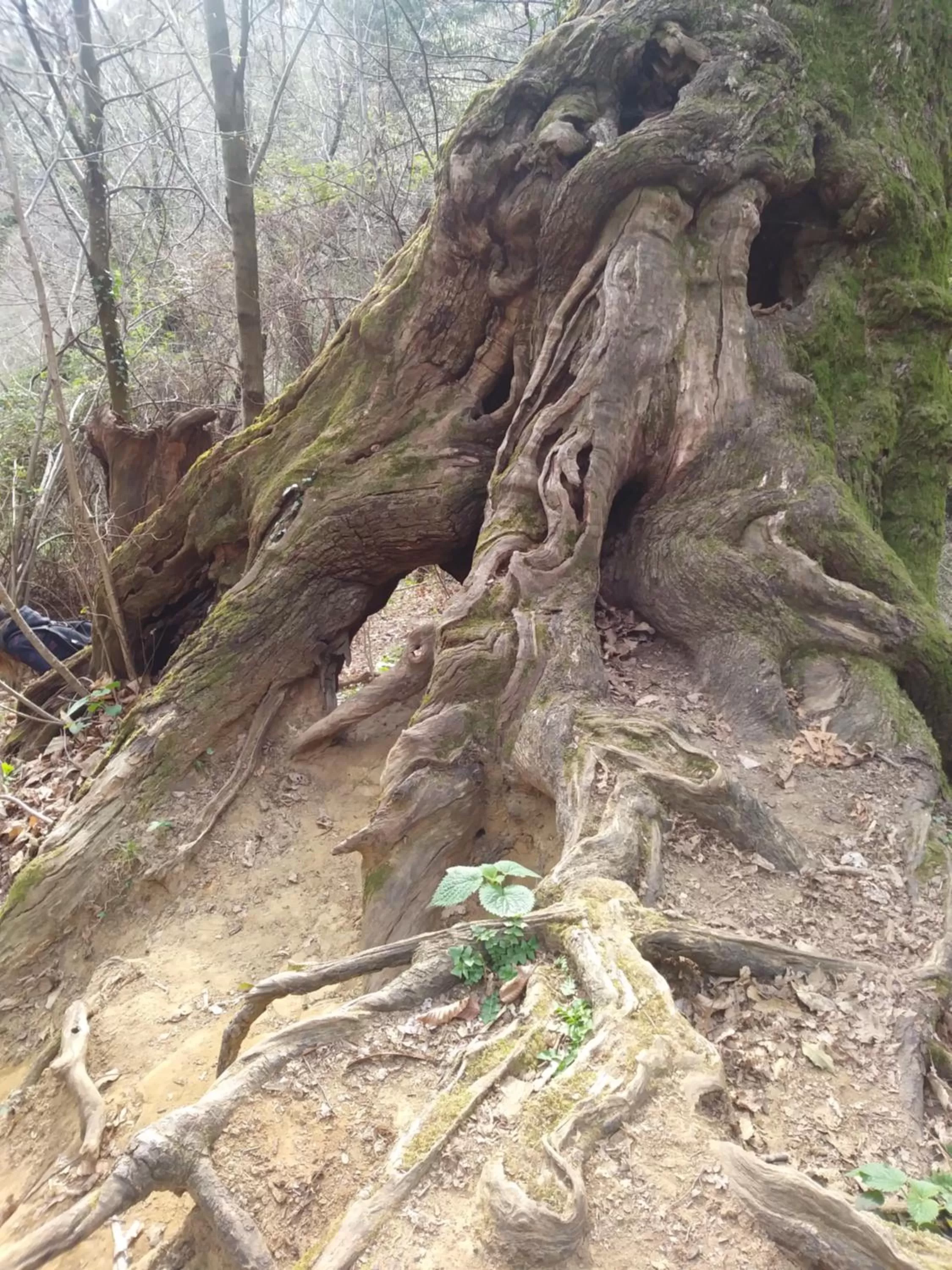 Natural landscape in Poggio del Sole