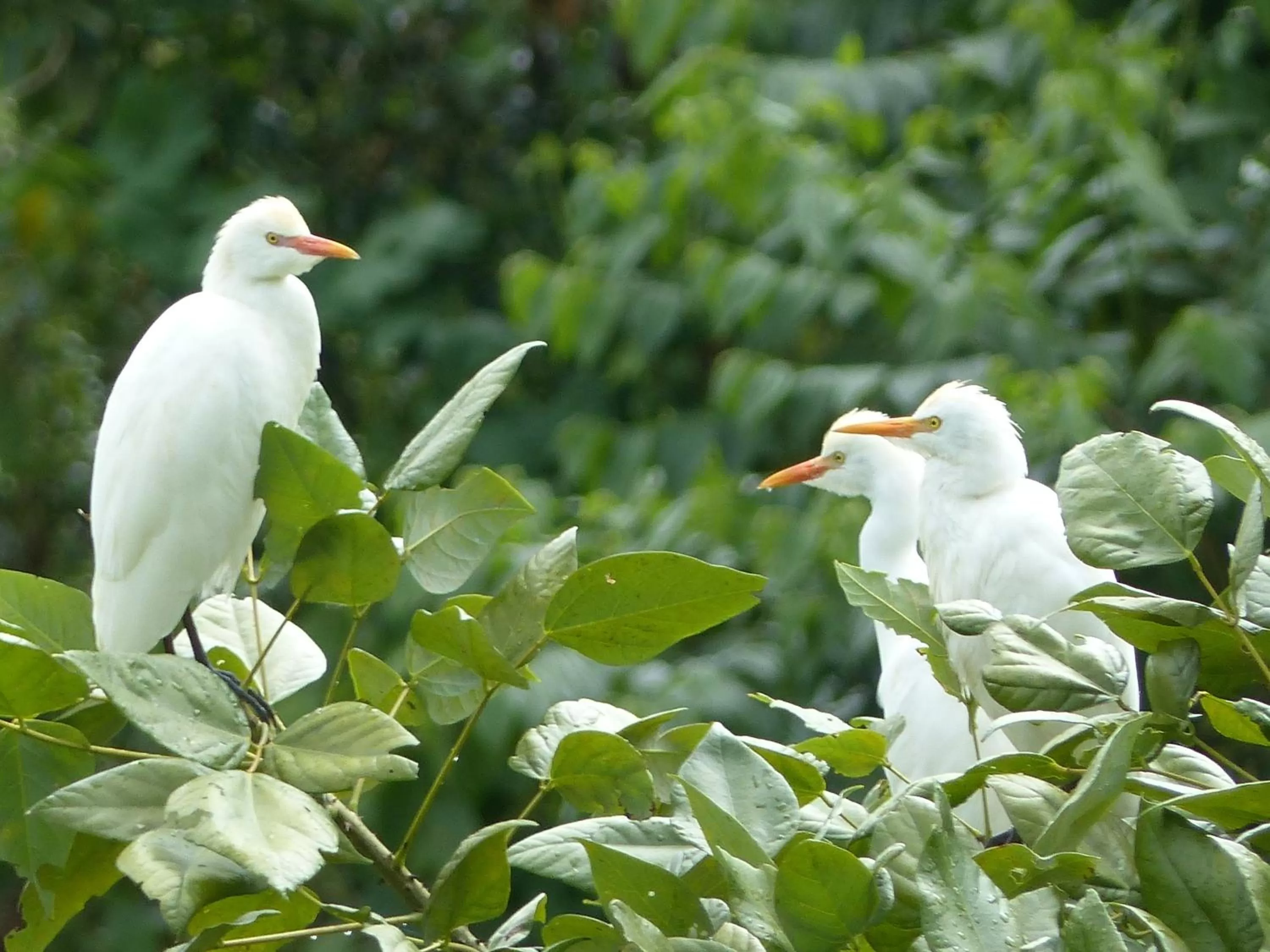 Animals, Other Animals in Ecoresort Gran Azul