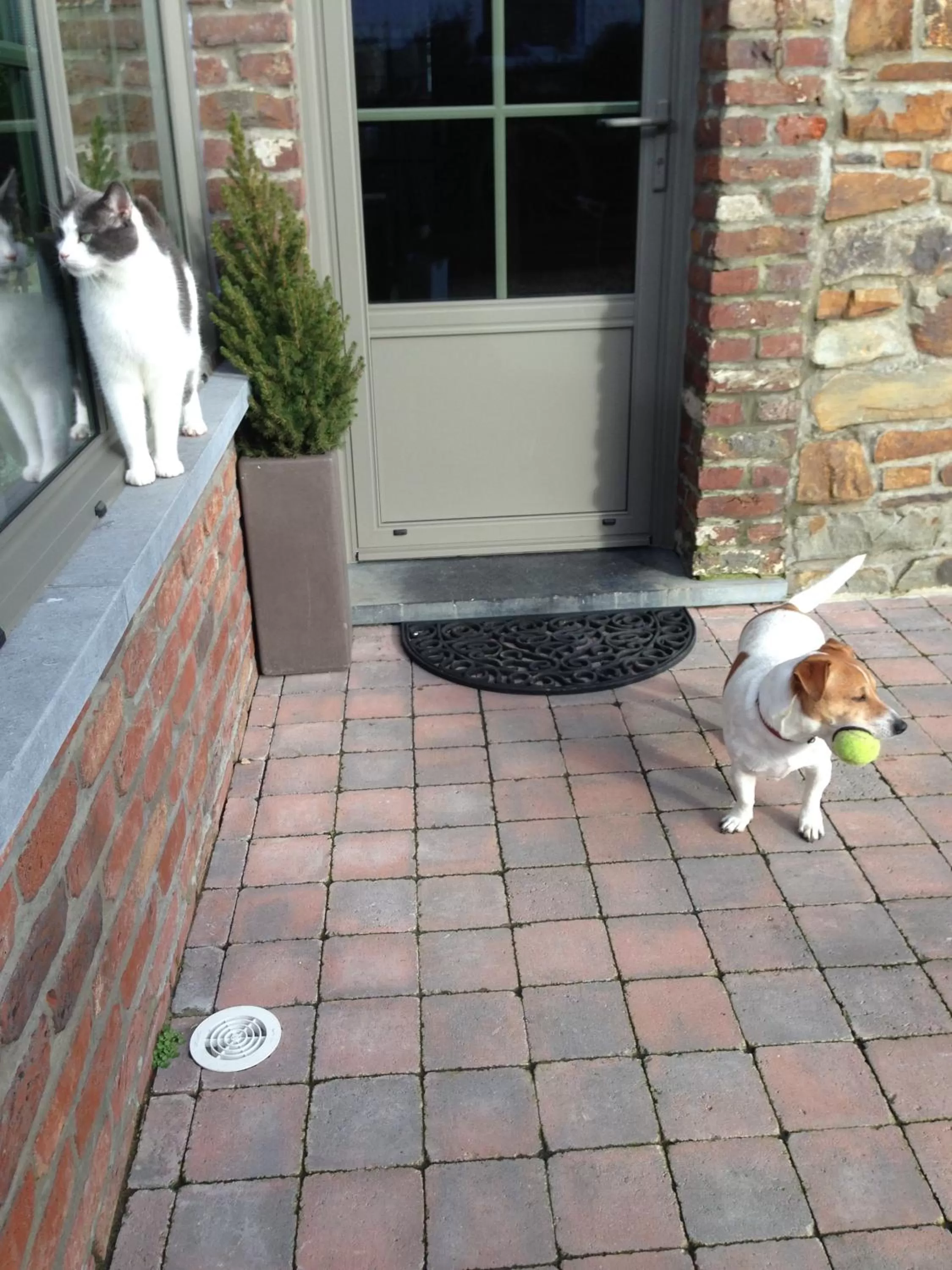 Pets in B&B La Niouche