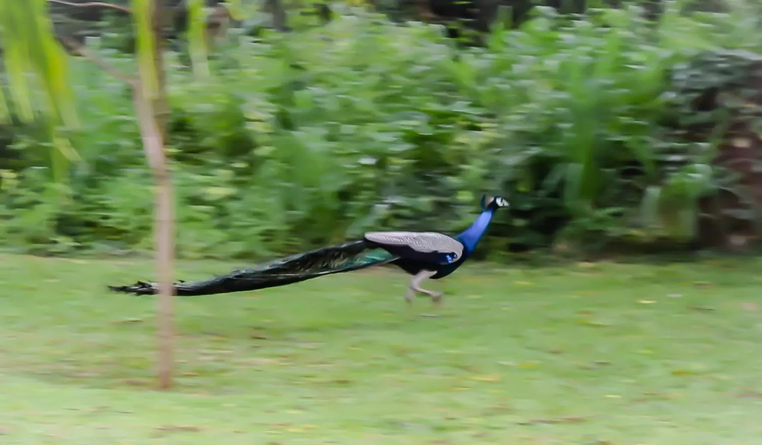 Other Animals in Green Cottage