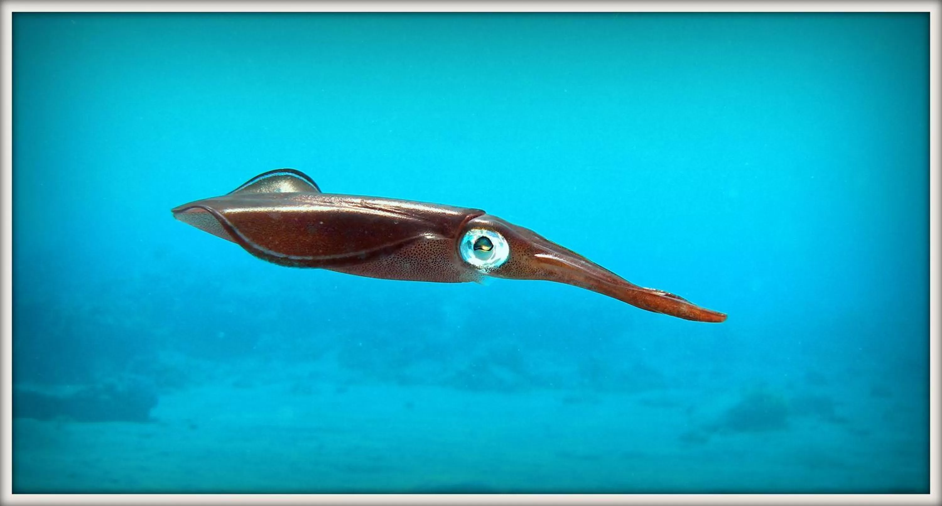 Snorkeling in Coral Sun Beach