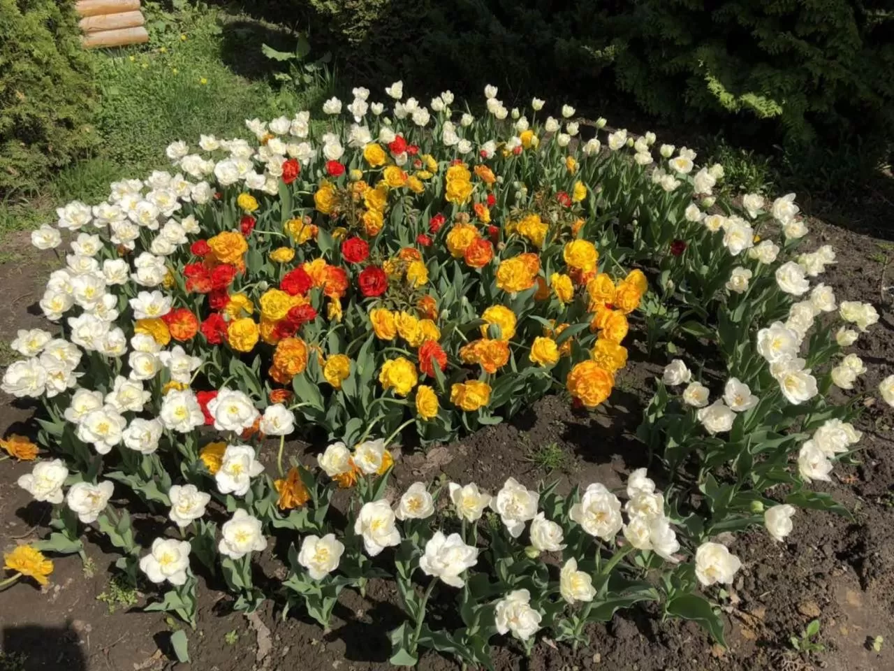 Spring, Garden in Petrovskyi Brovar