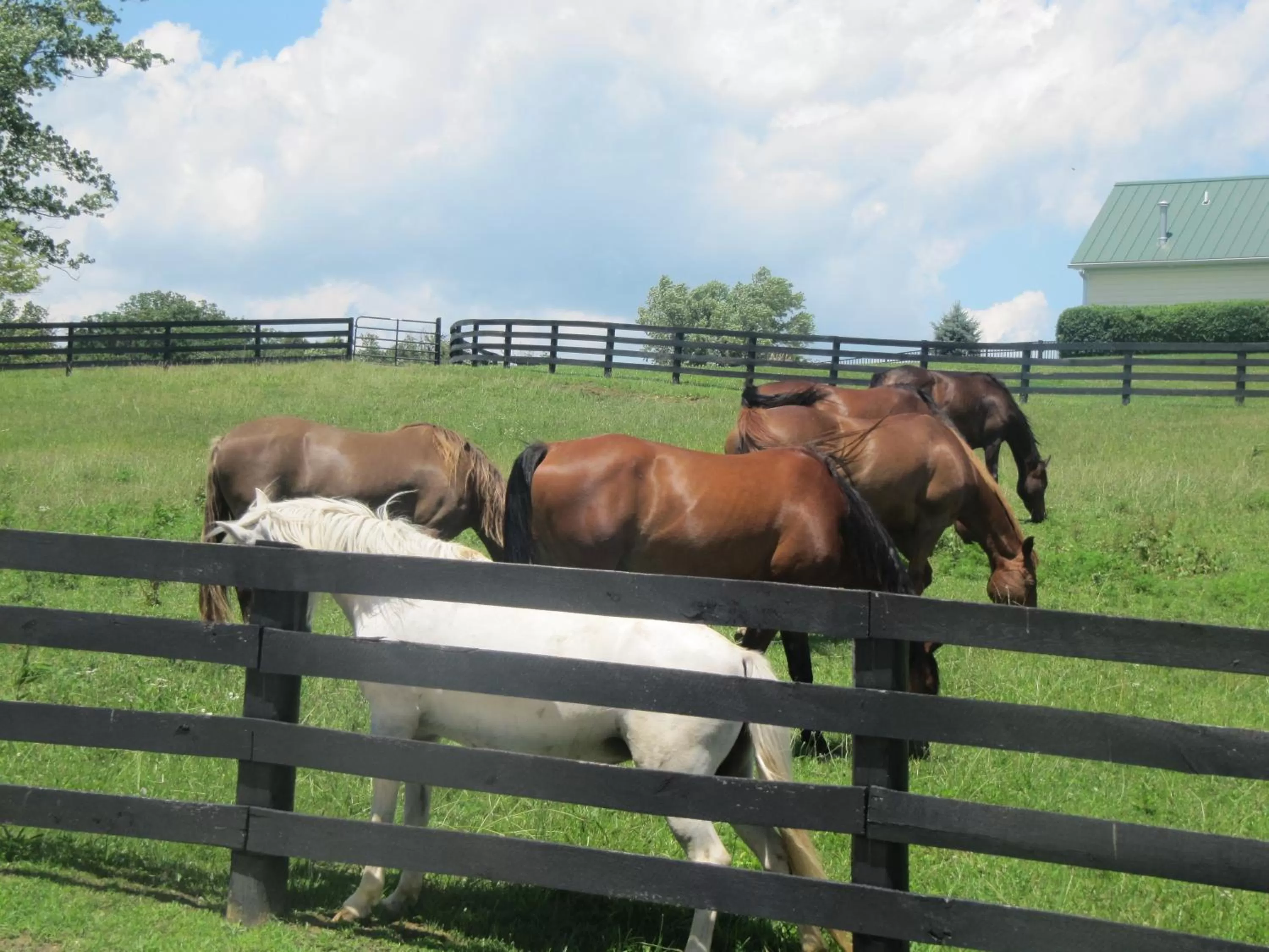 Neighbourhood in Pillow and Paddock B&B