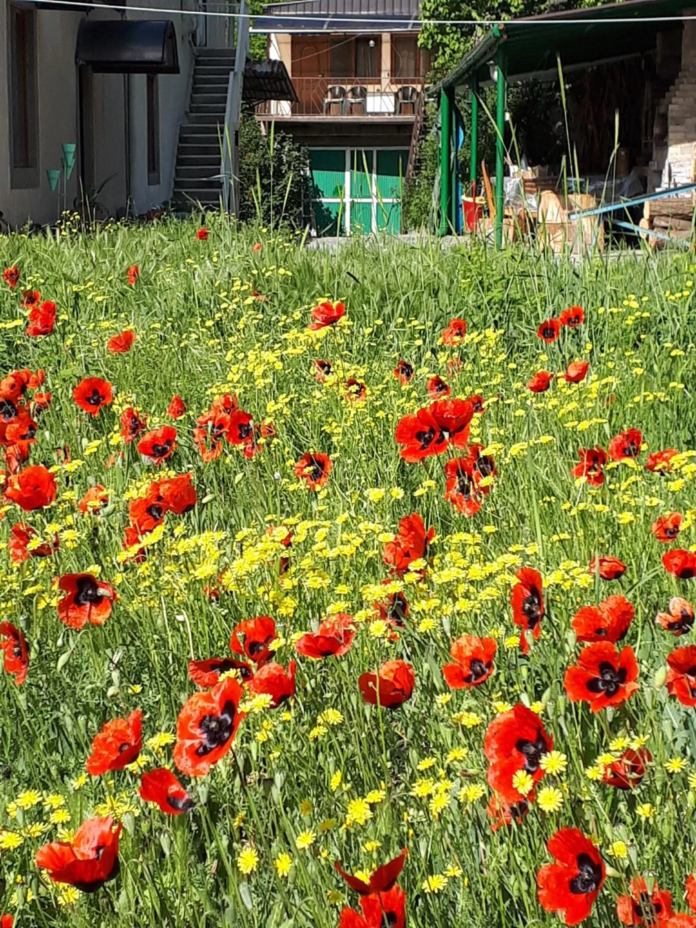 Garden view, Garden in IRIS B&B in DEBED CANYON