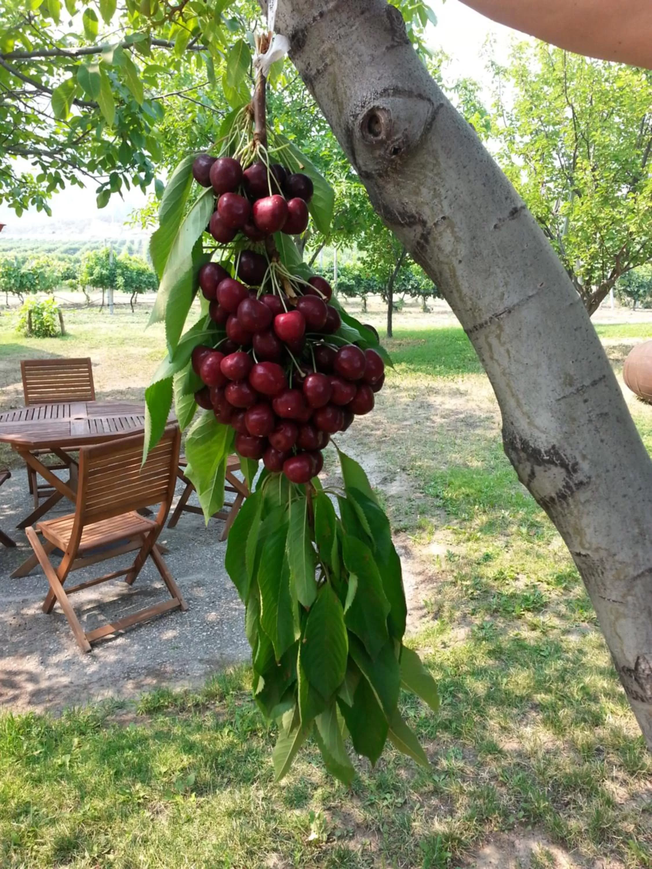 Garden in Sonora Desert Inn