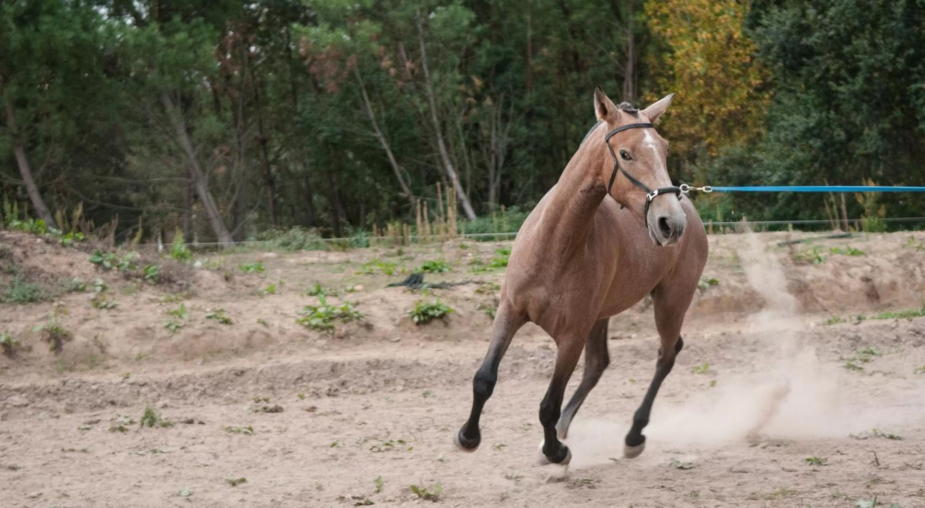 Coudelaria Residence