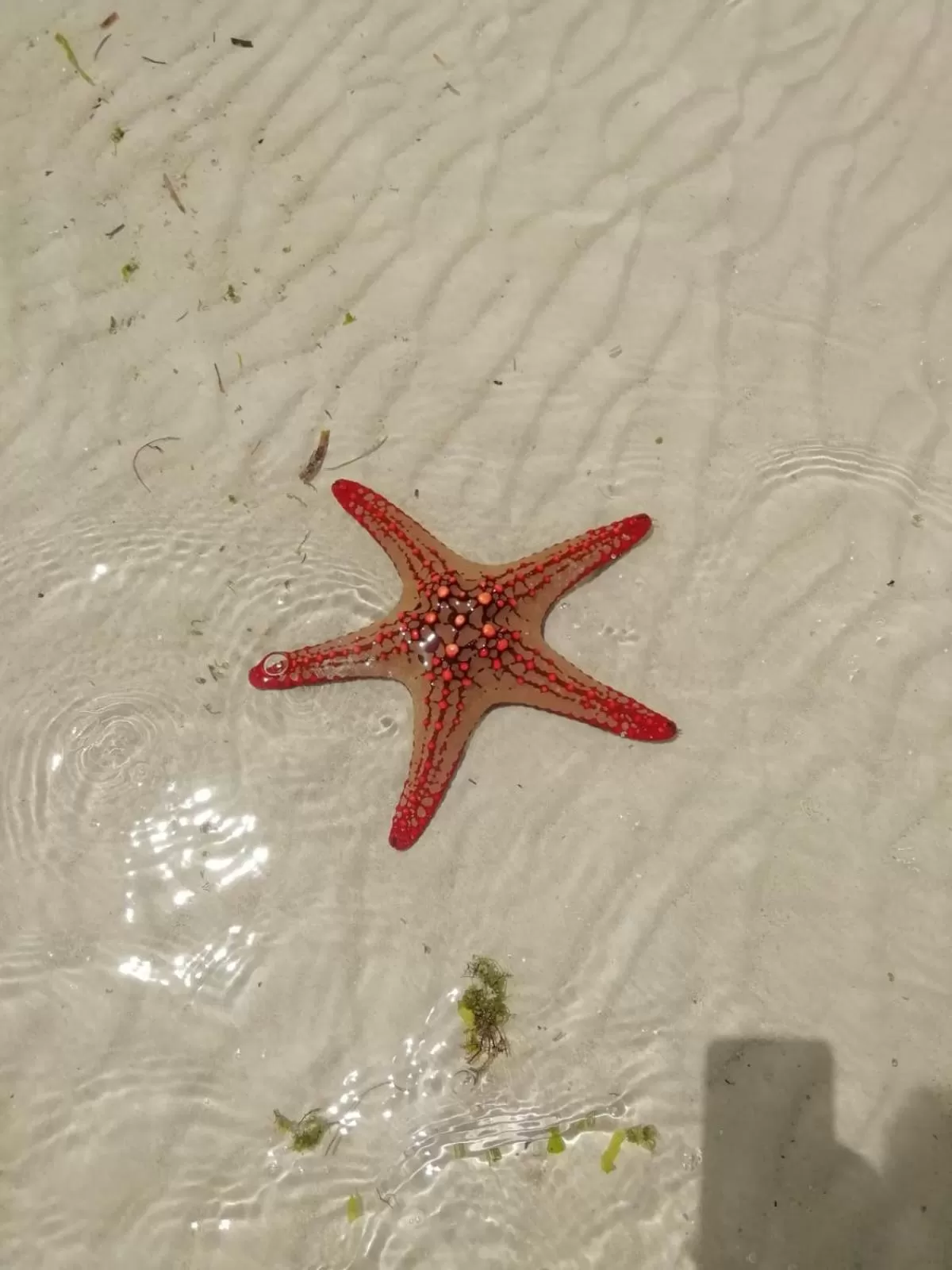 Beach, Other Animals in Zanzicrown