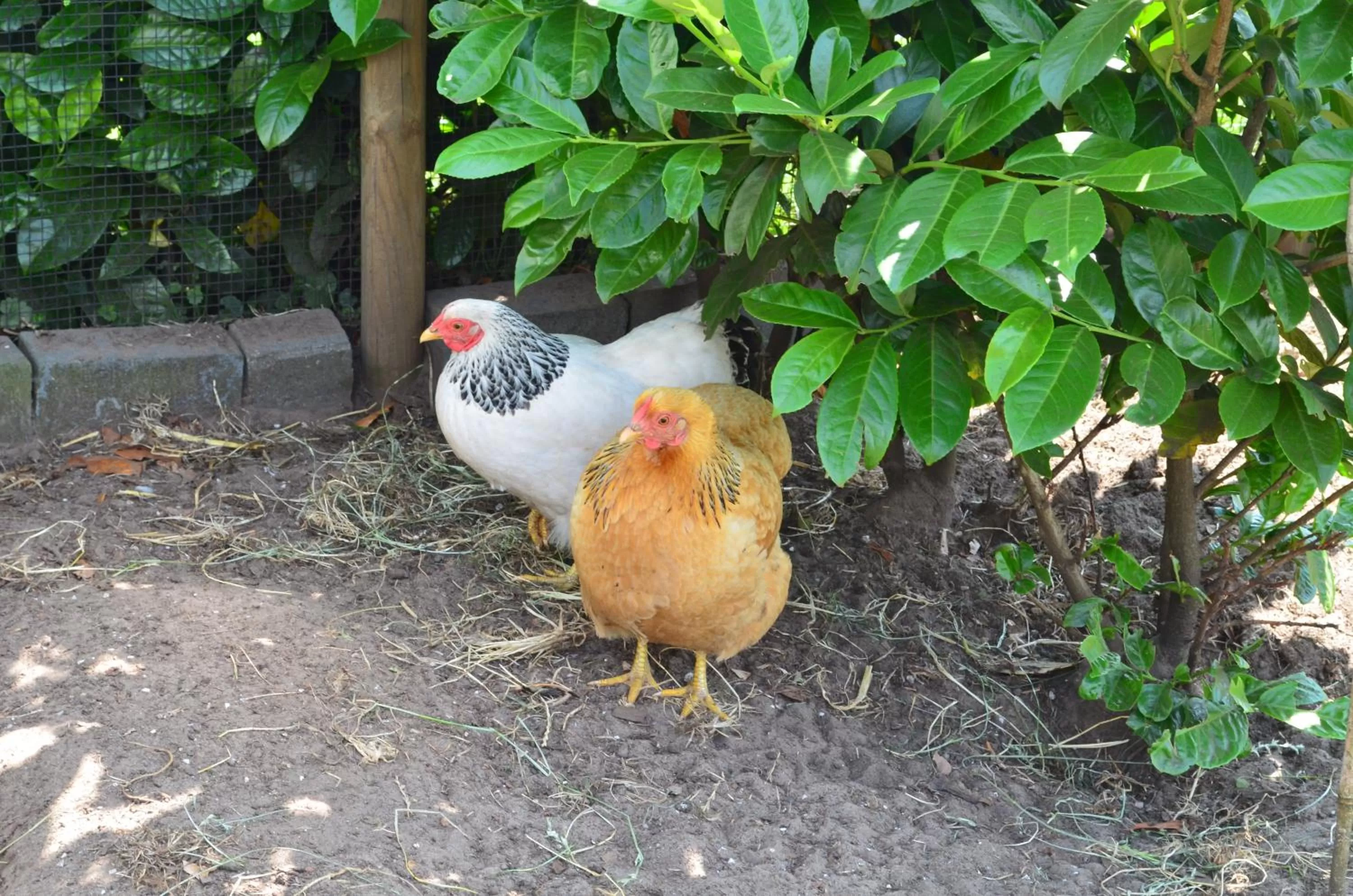 B&B “de Boerlarij”