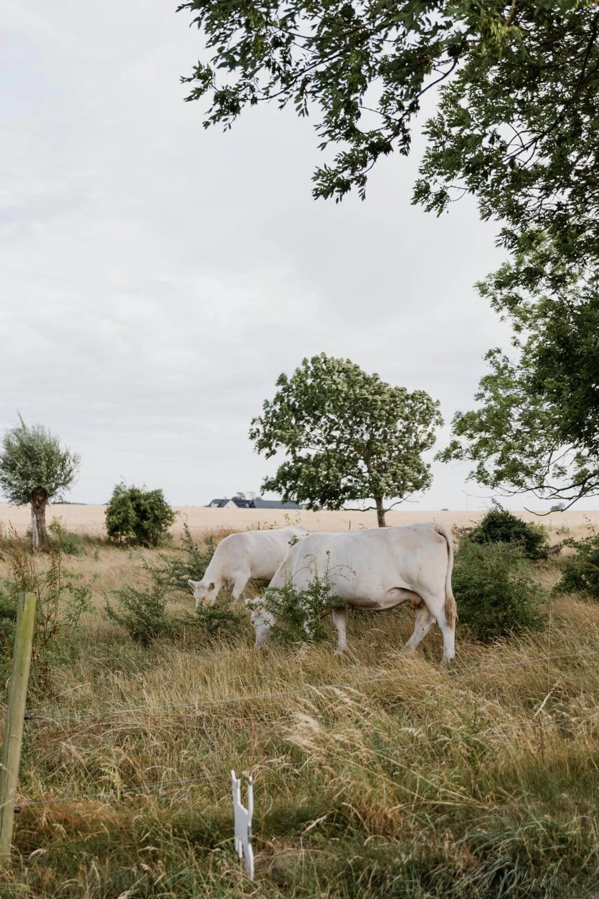 Property building, Other Animals in Sköllengården