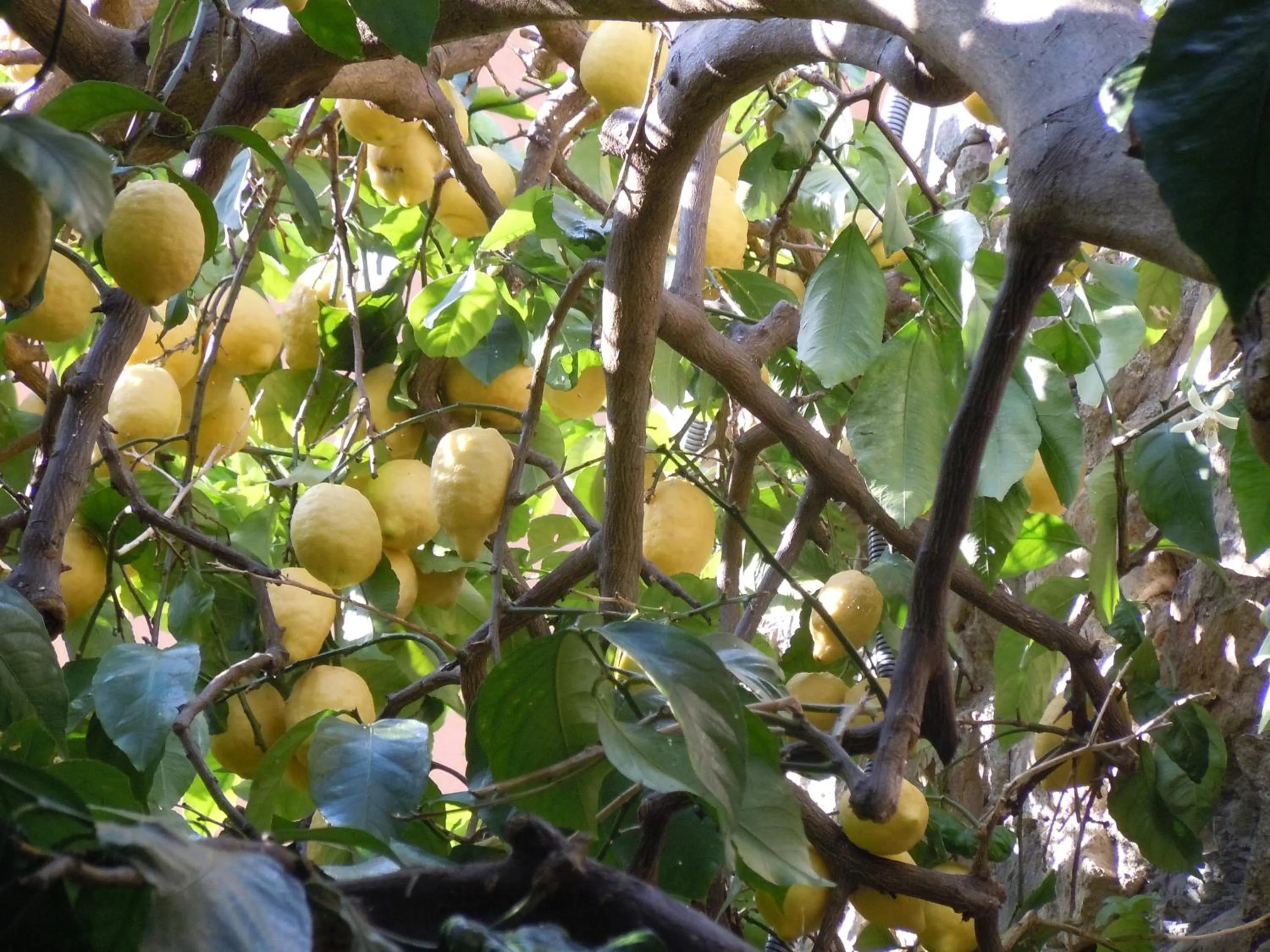 Food in Hotel Due Mari