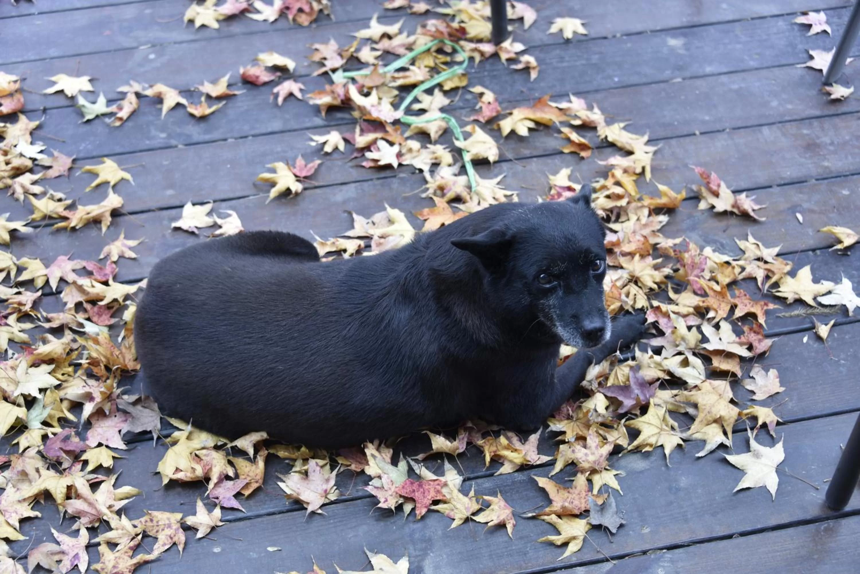 Other Animals in Rainbow Bridge B&B