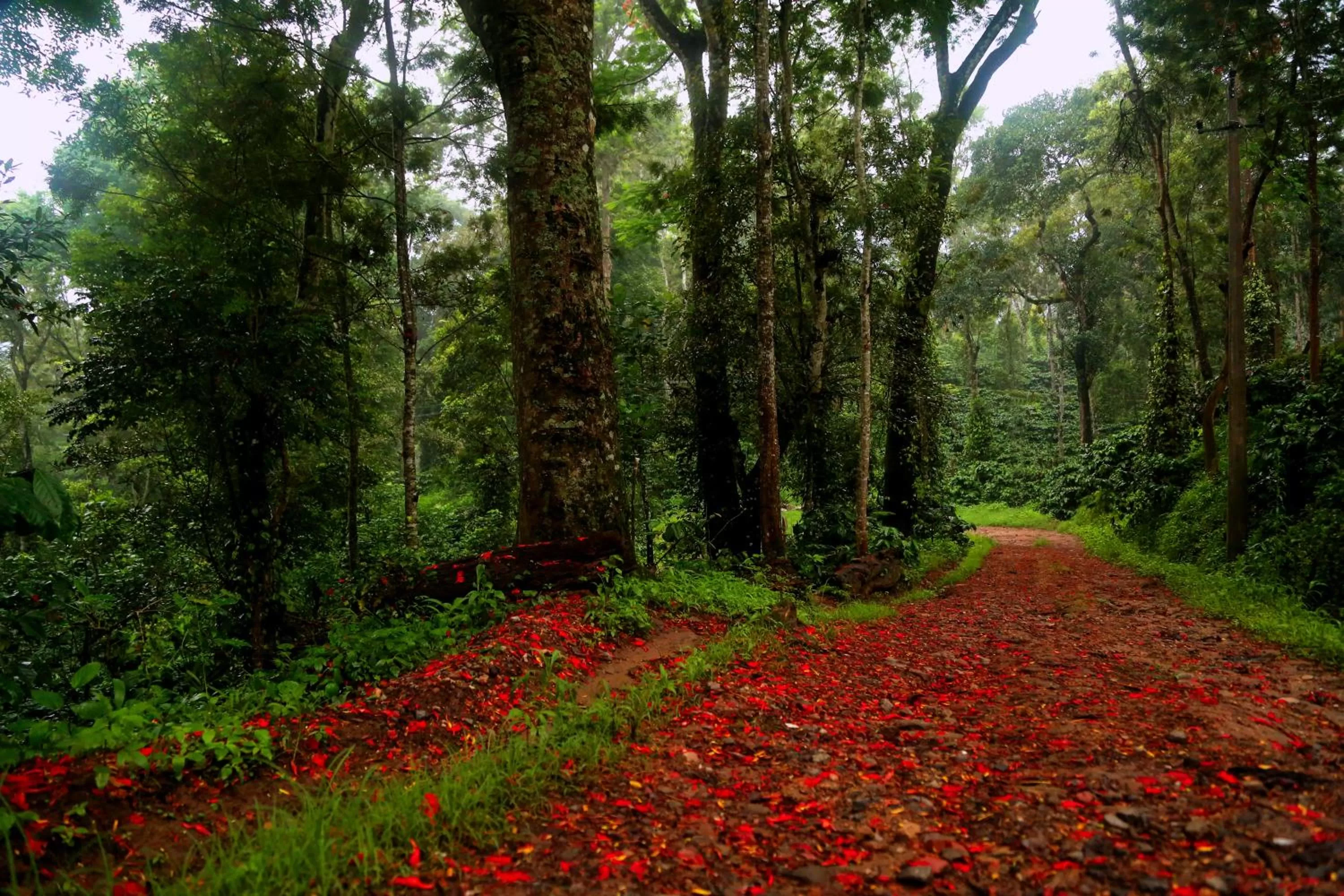 Day in Old Kent Estates & Spa, Coorg